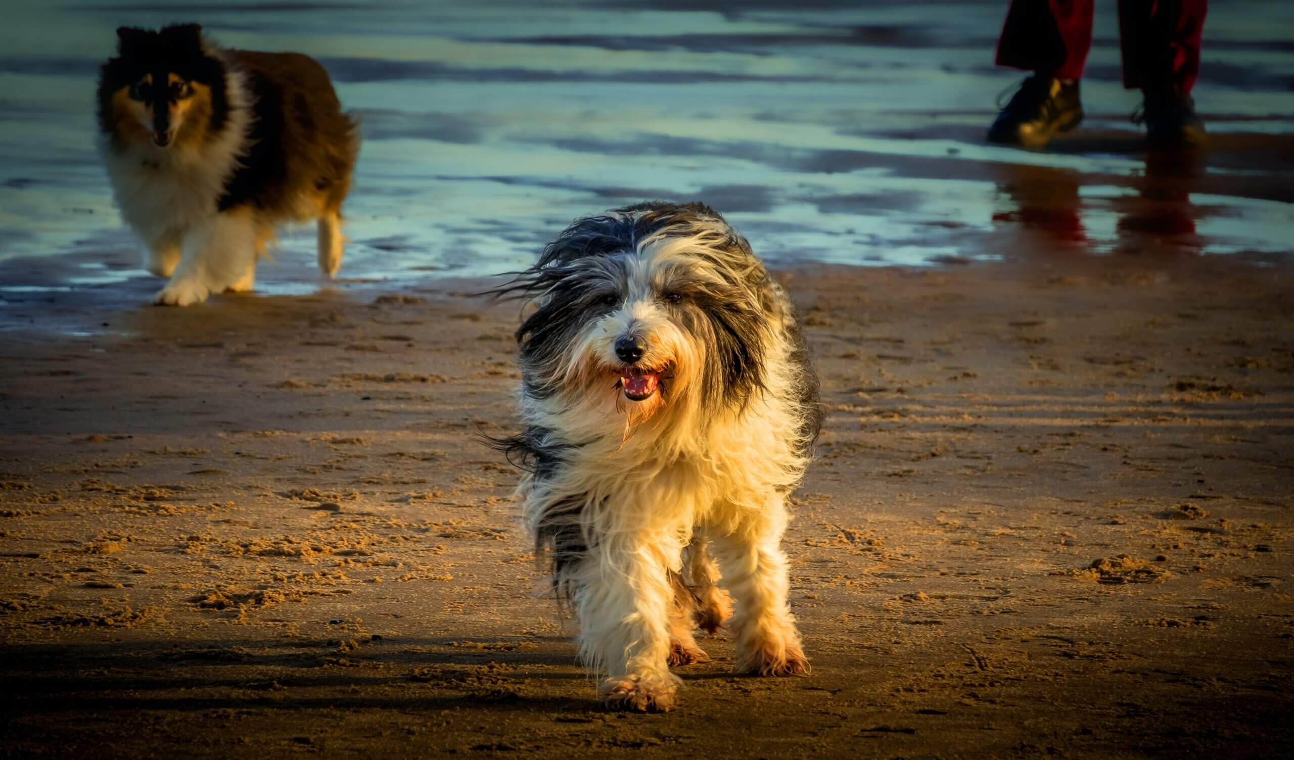 Bearded Collie Dog Breed