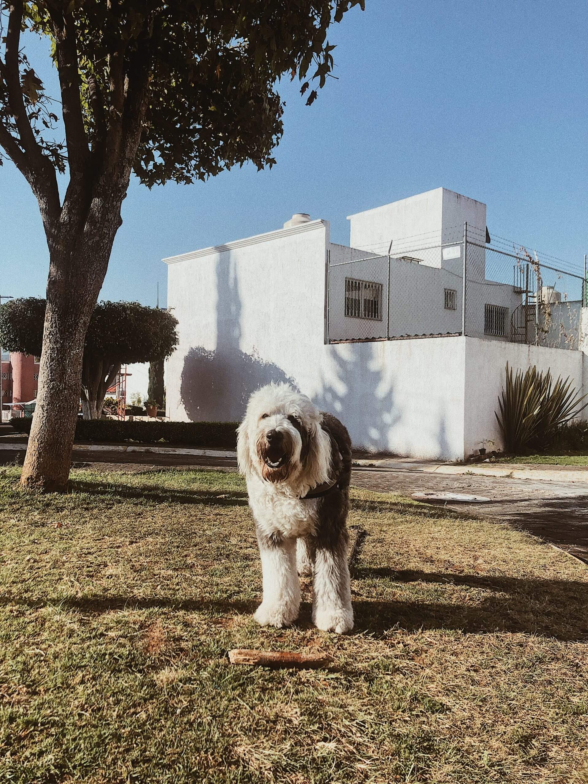 Bergamasco Sheepdog Breed