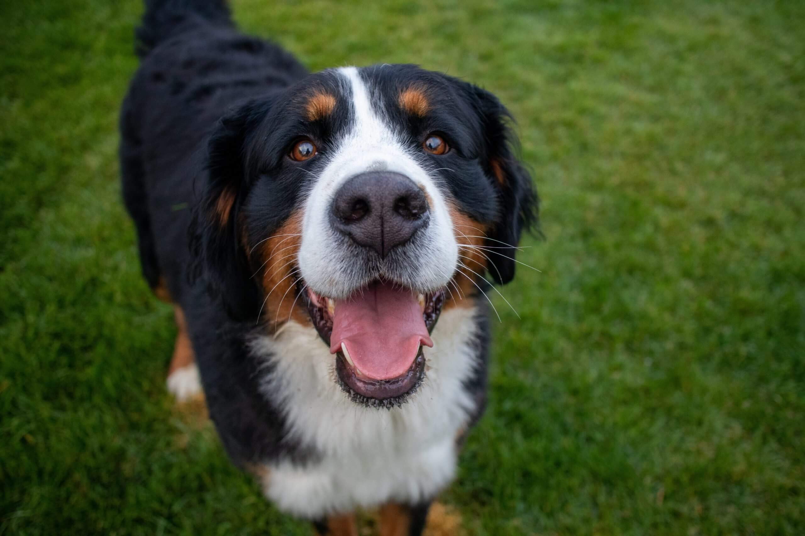Bernese Mountain Dog Breed