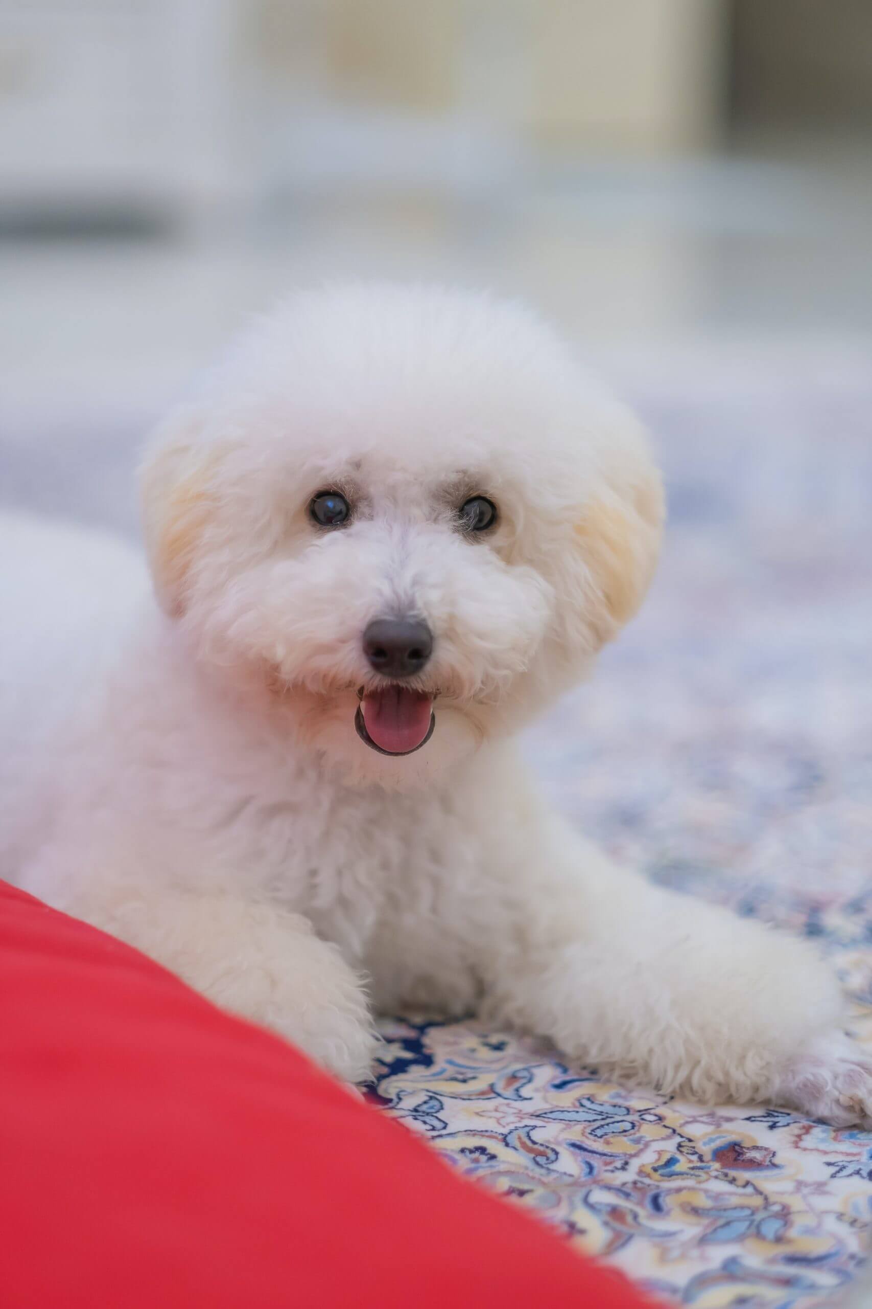 Bichon Frise Dog Breed