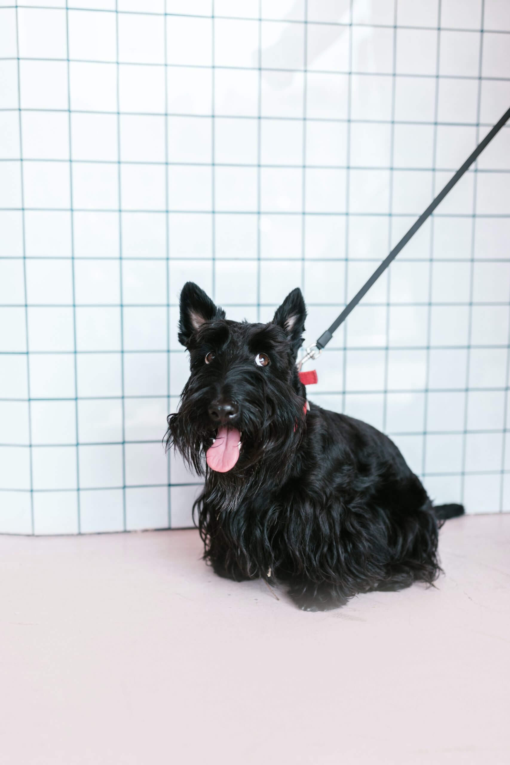 Black Russian Terrier Dog Breed