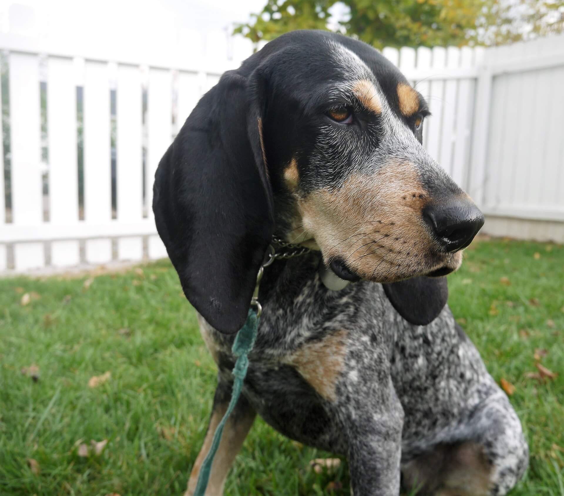 Bluetick Coonhound Dog Breed
