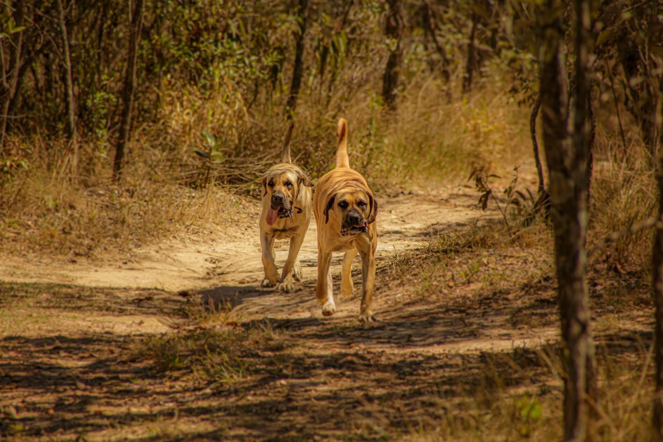 Boerboel Dog Breed