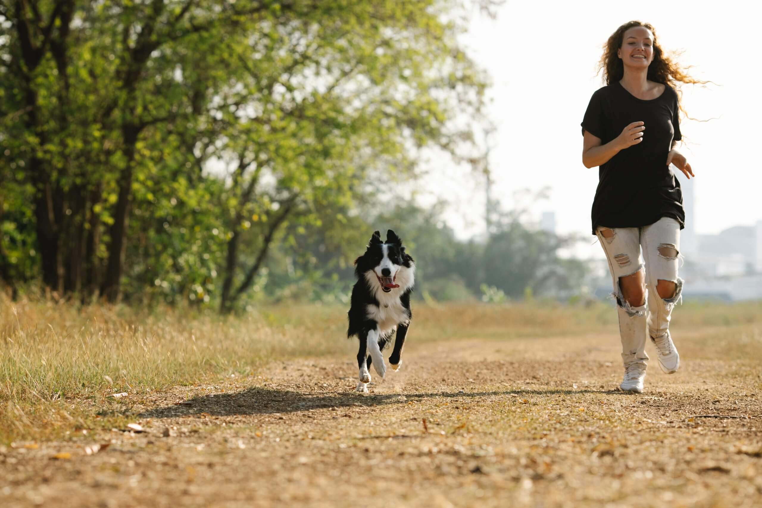 Border Collie Dog Breed