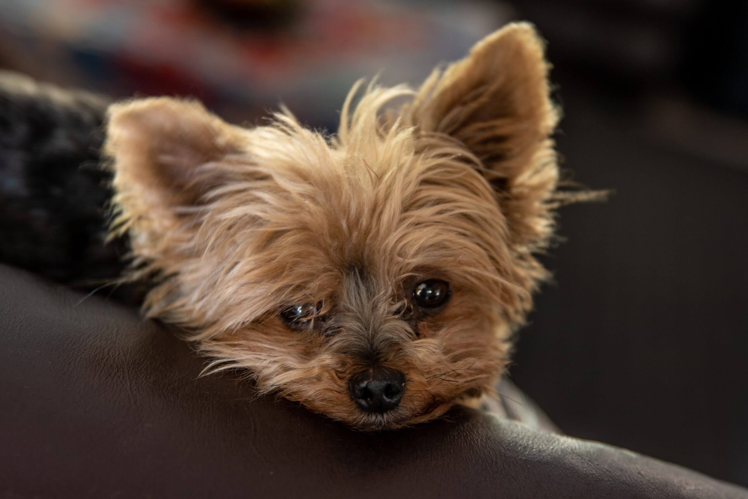 Border Terrier Dog Breed