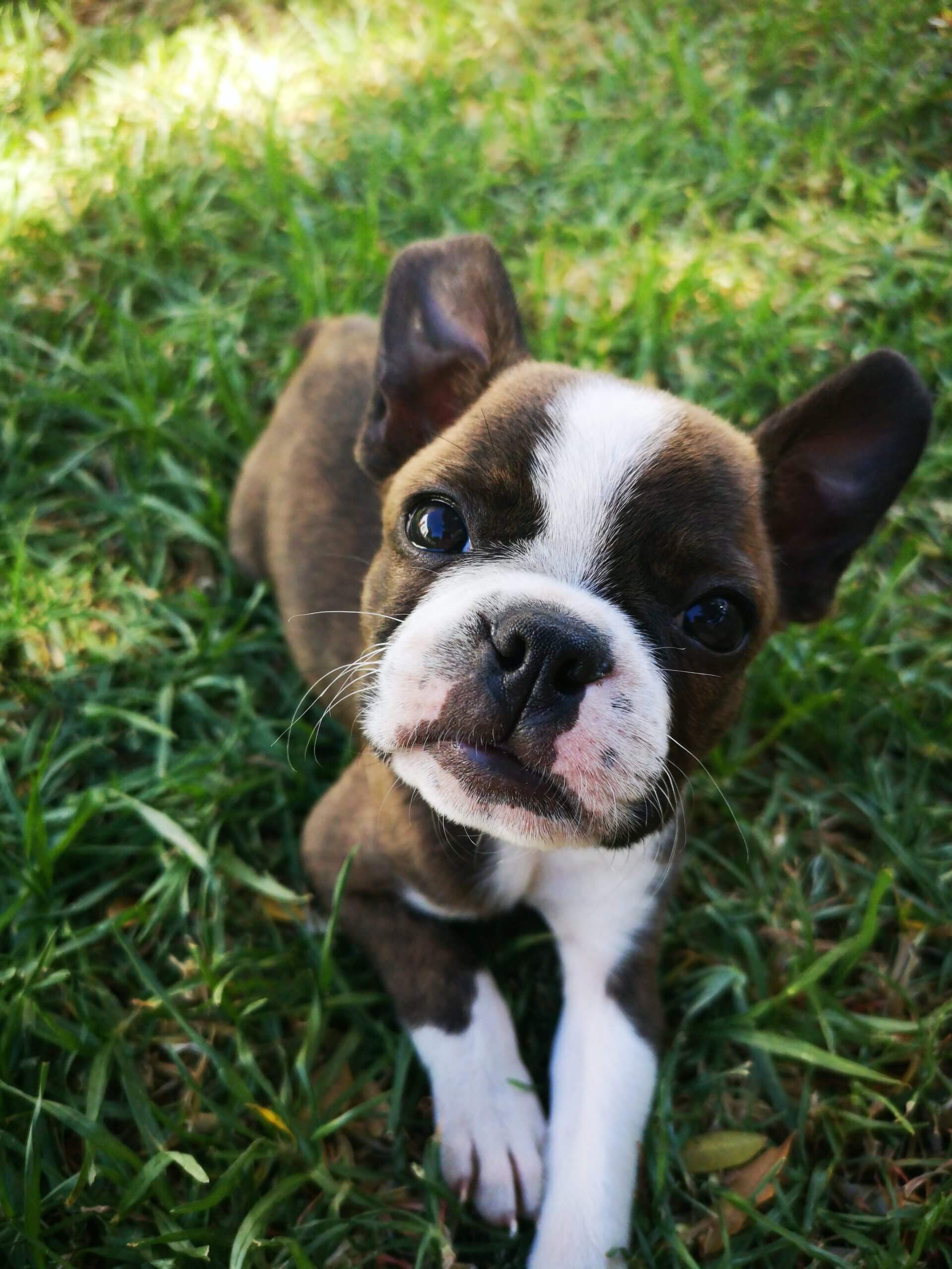 Boston Terrier Dog Breed