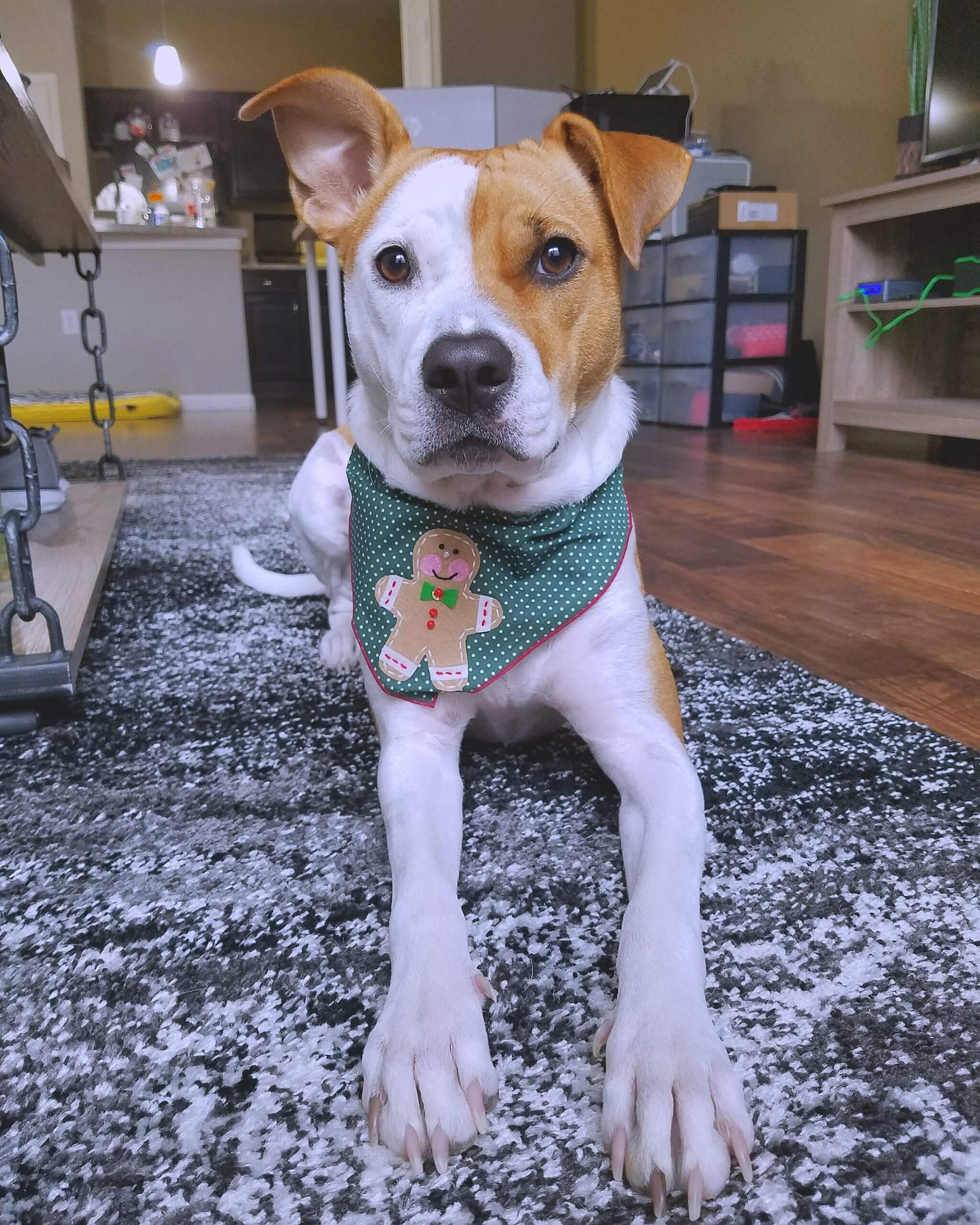 Boxador Mixed Dog Breed