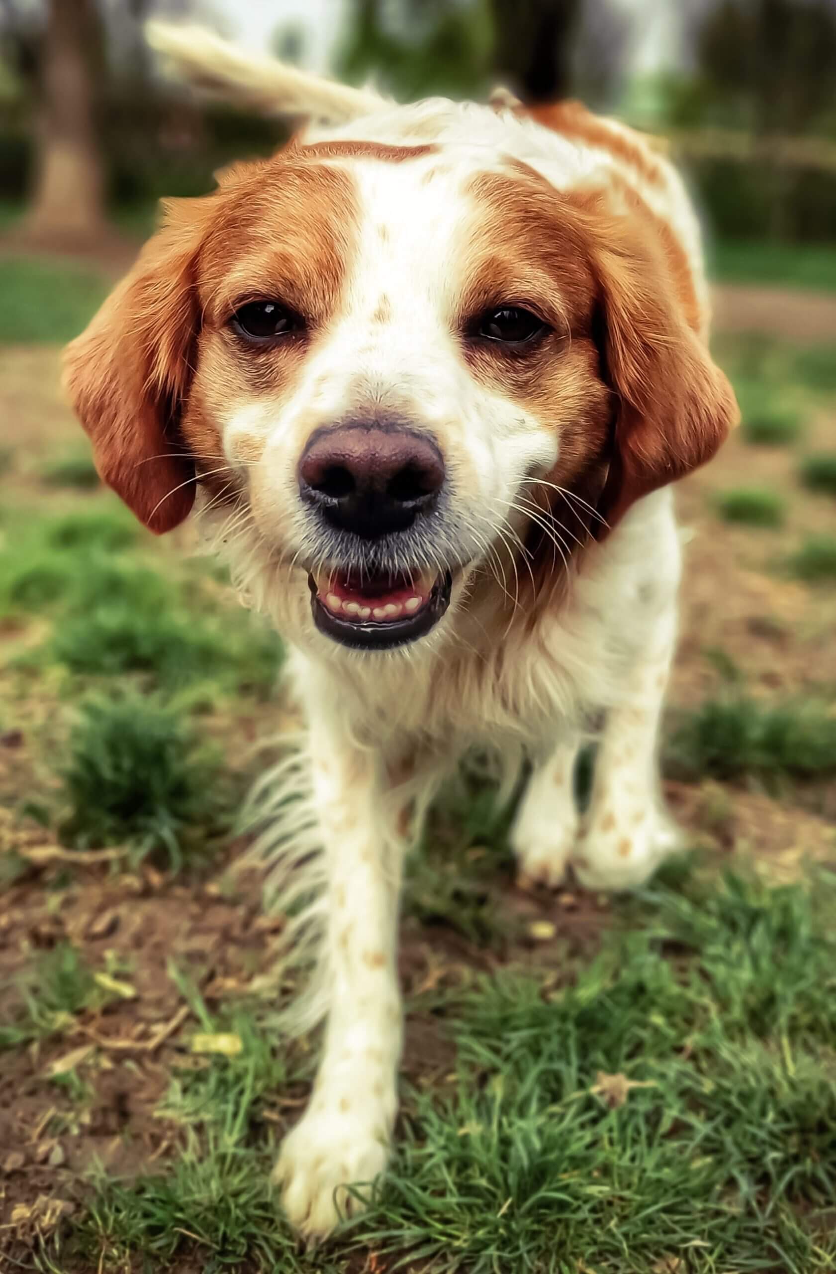 Brittany Dog Breed