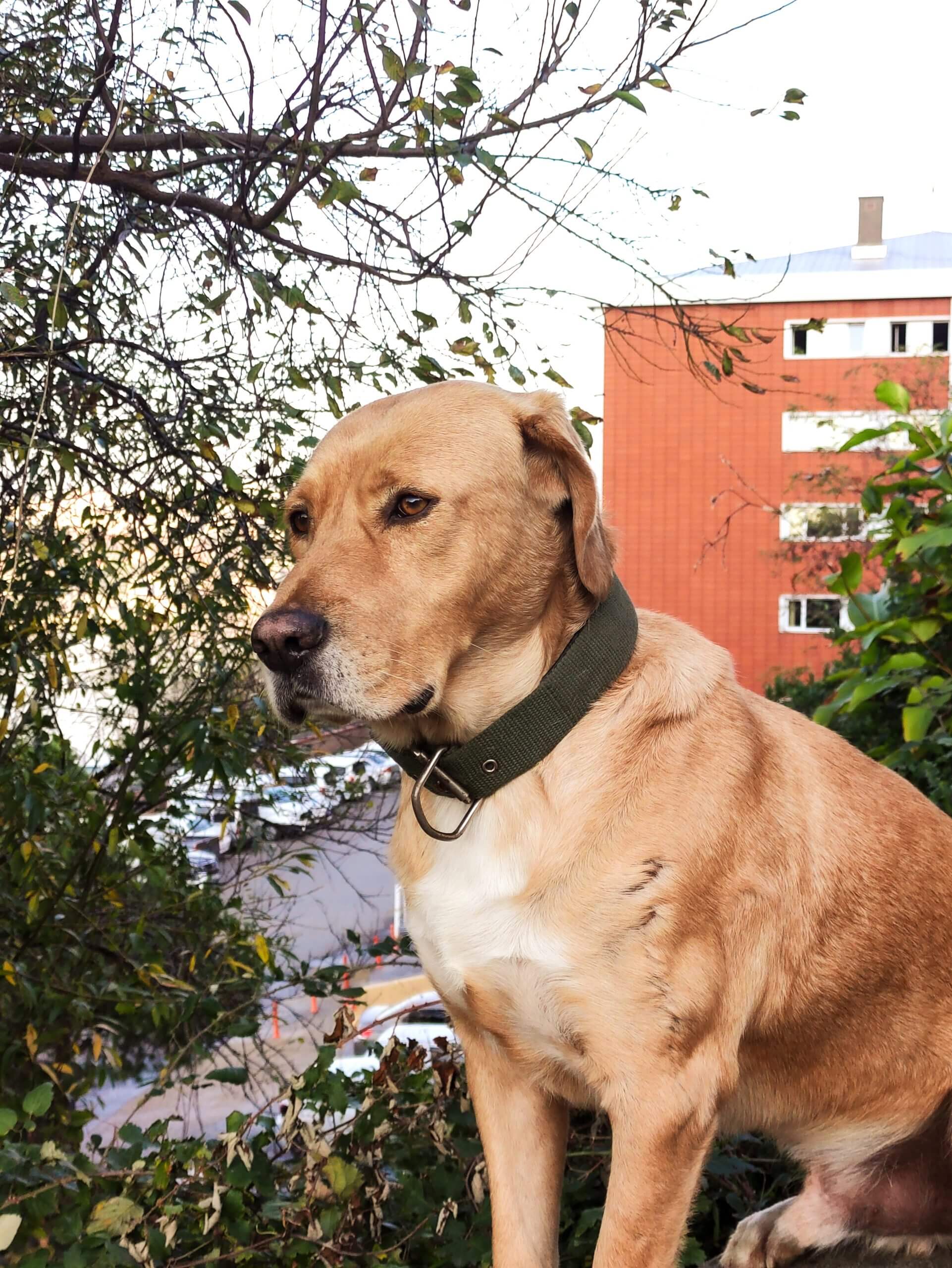 Broholmer Dog Breed