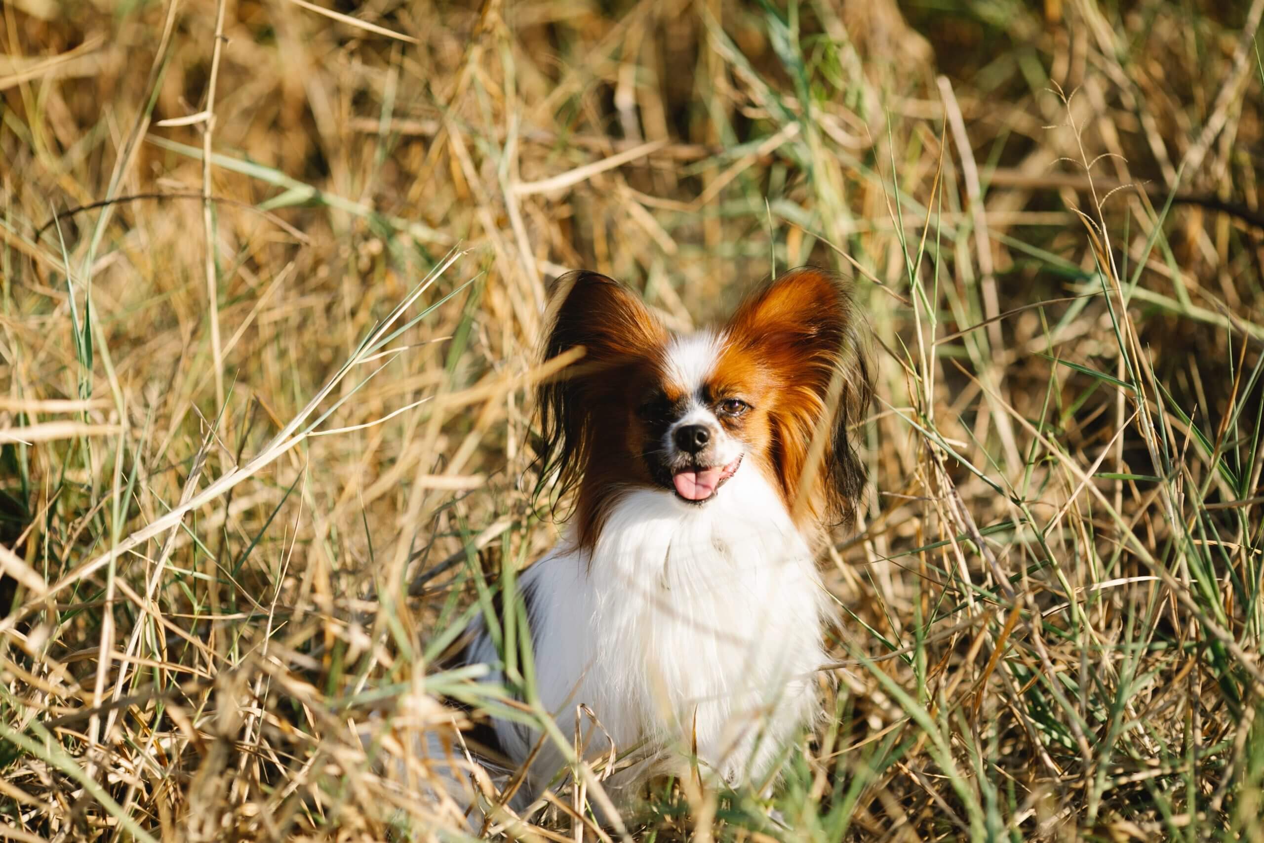 English Toy Spaniel Dog Breed