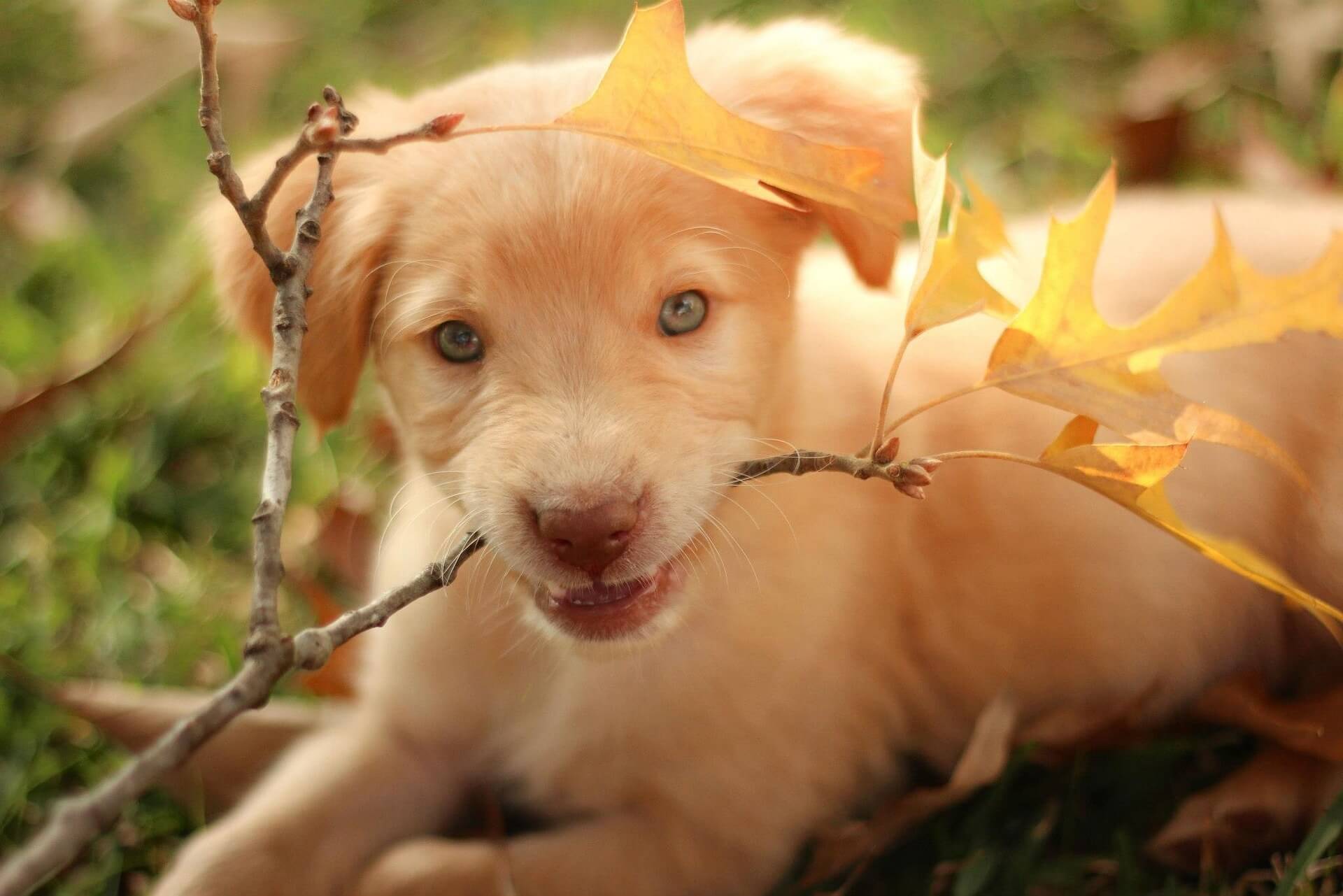 Goberian Mixed Dog Breed