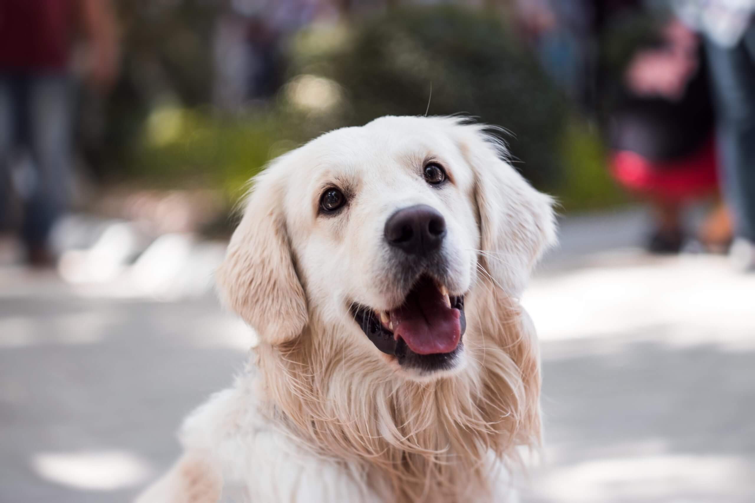 Goldador Mixed Dog Breed