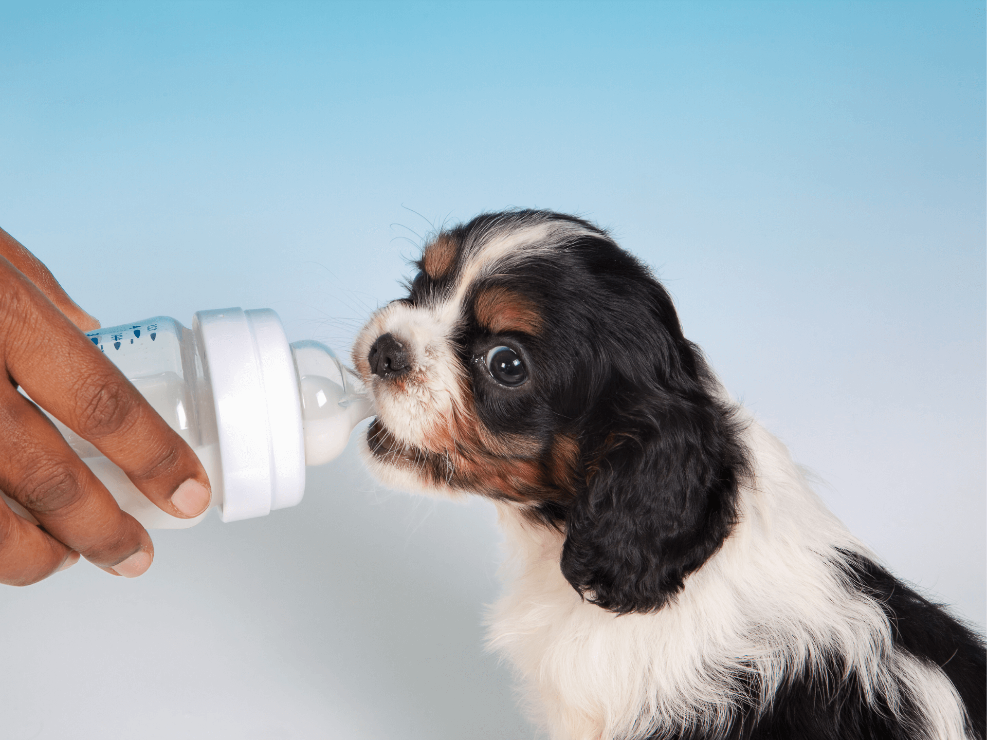 Can Dogs Drink Milk Is Milk Safe For Dogs