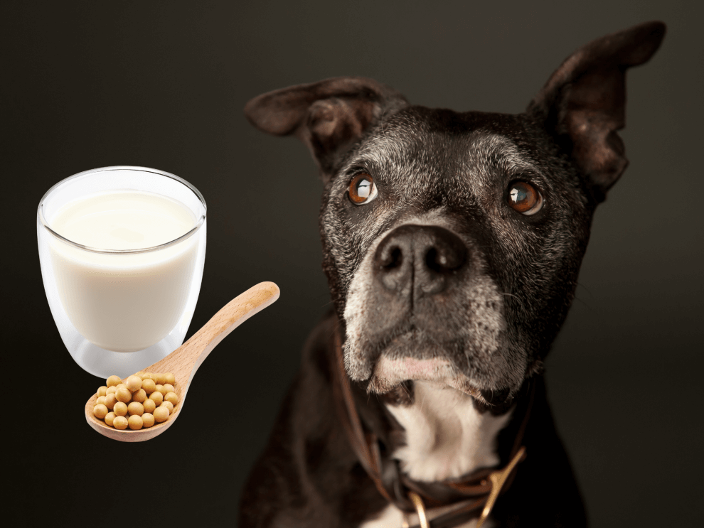 Can Dogs Drink Soy Milk? Is Soy Milk Safe For Dogs? Rested Paws