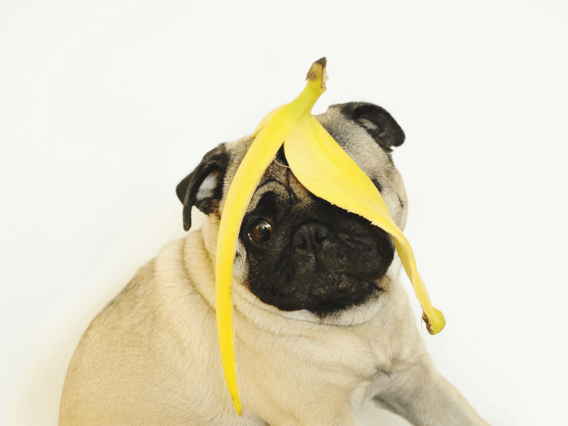Can Dogs Eat Bananas Are Bananas Safe For Dogs