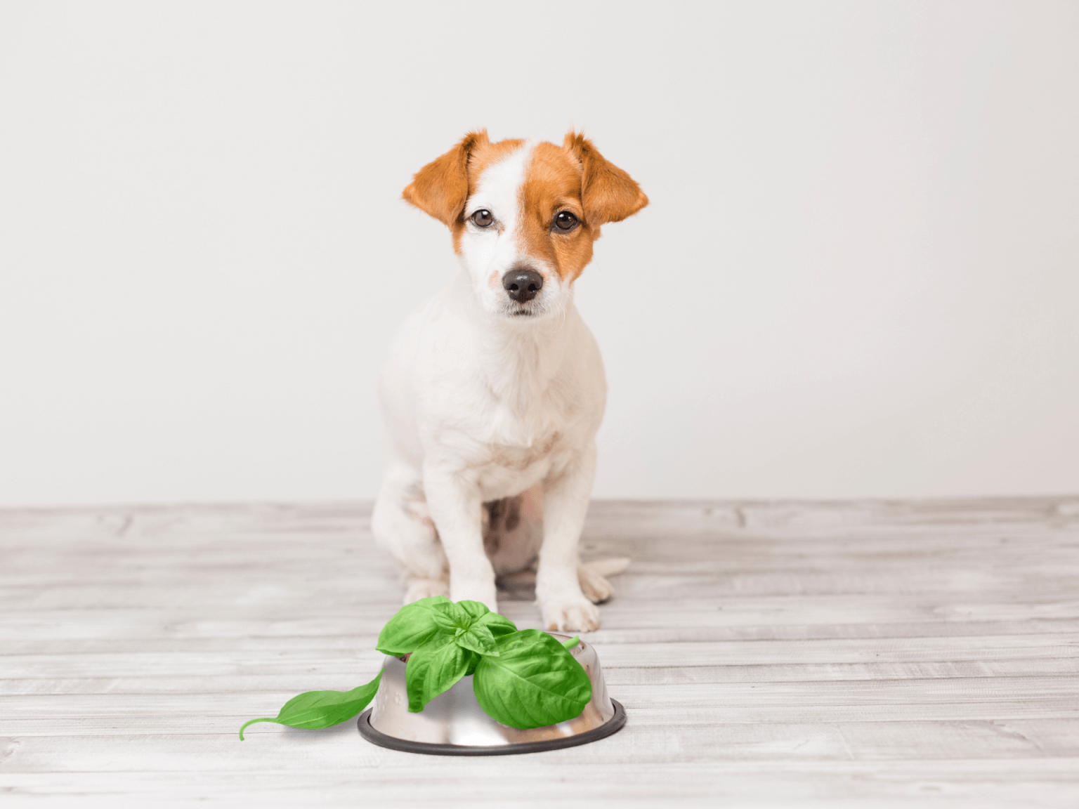 Can Dogs Eat Basil? Is Basil Safe For Dogs? Rested Paws