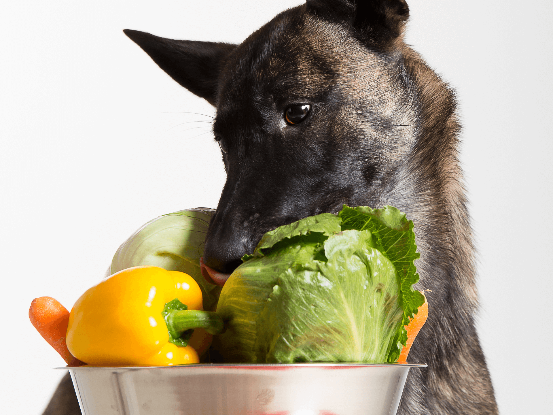 Can Dogs Eat Cabbage? Is Cabbage Safe For Dogs? Rested Paws