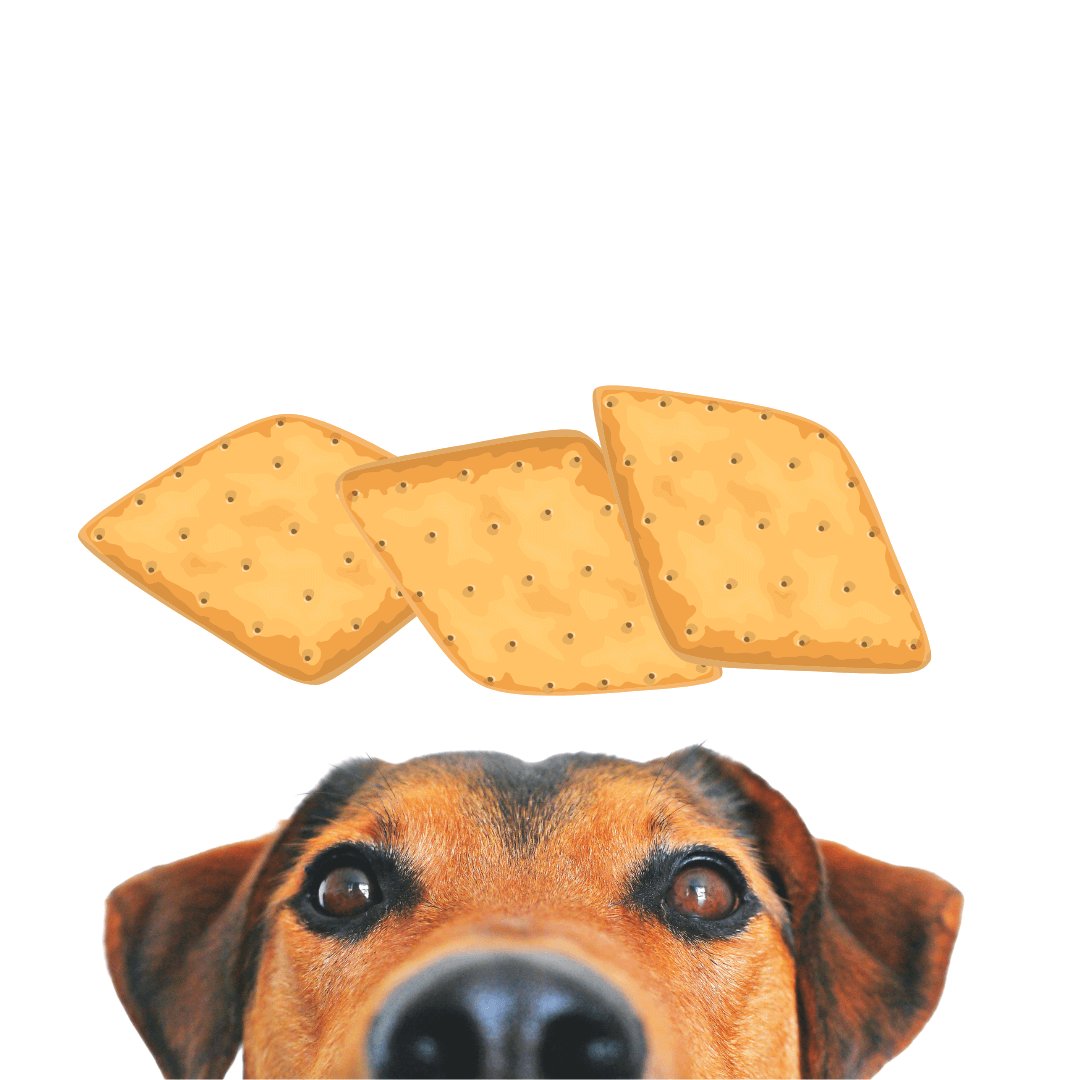 Can Dogs Eat Cheez-Its Are Cheez-Its Safe For Dogs