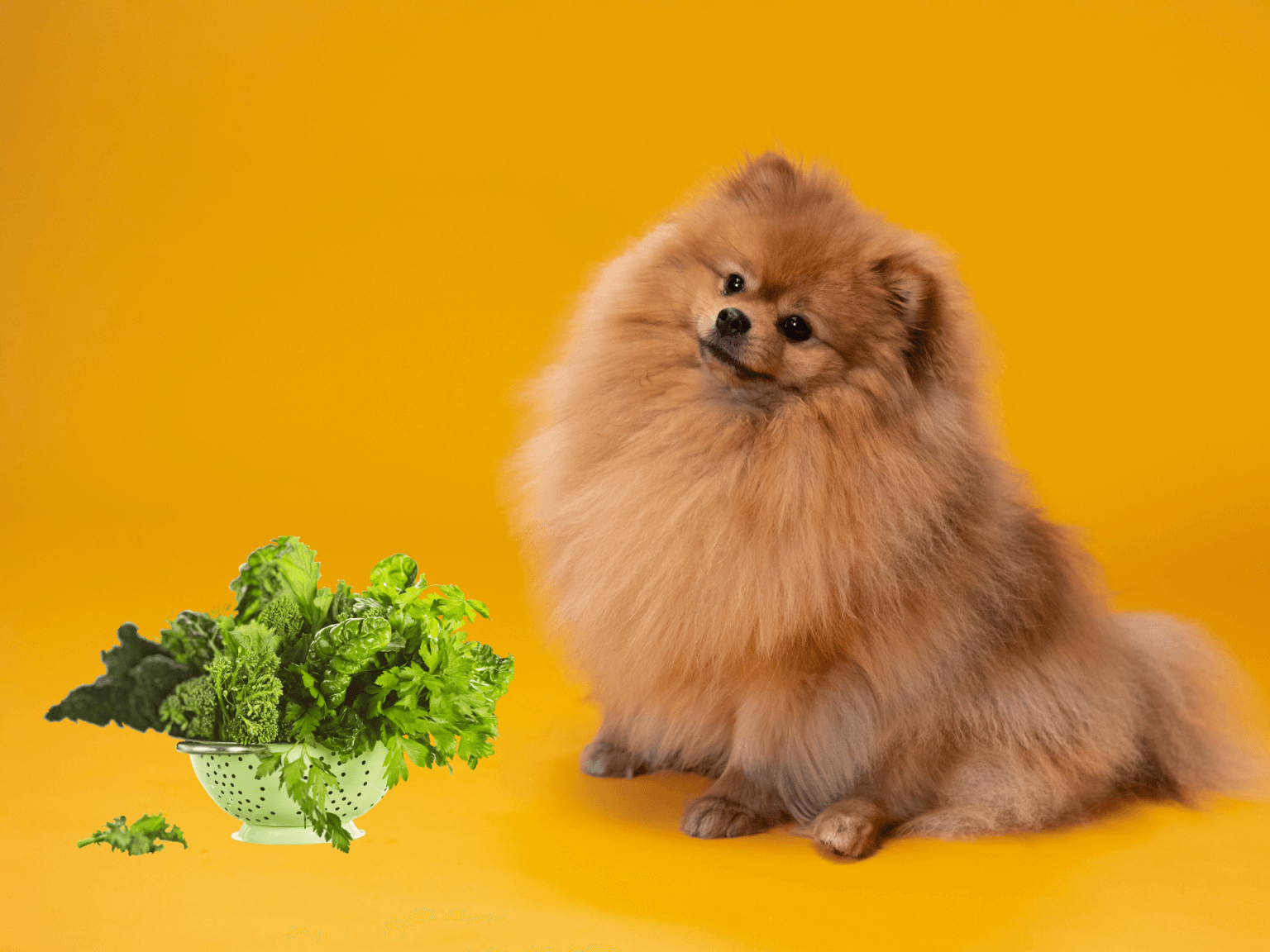 Can Dogs Eat Collard Greens? Are Collard Greens Safe For Dogs? Rested