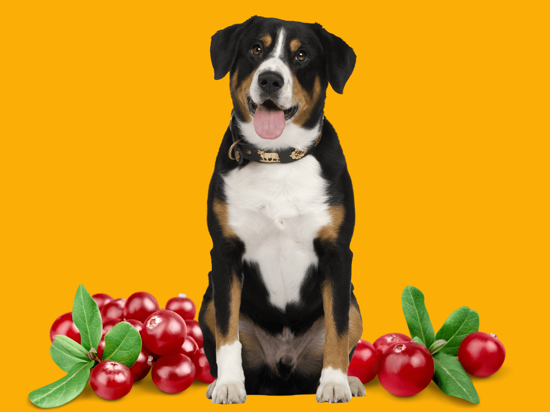 Can Dogs Eat Cranberries Are Cranberries Safe For Dogs