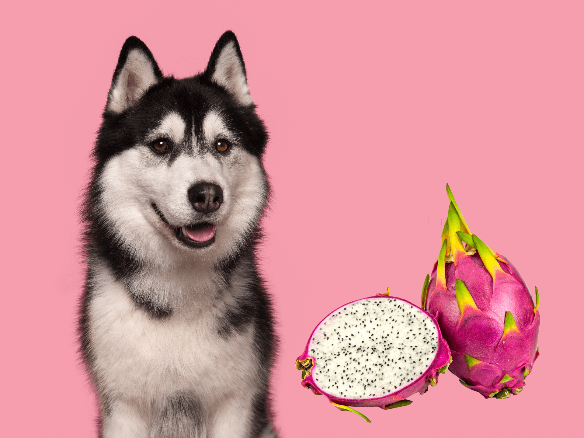 Can Dogs Eat Dragon Fruit? Is Dragon Fruit Safe For Dogs? Rested Paws