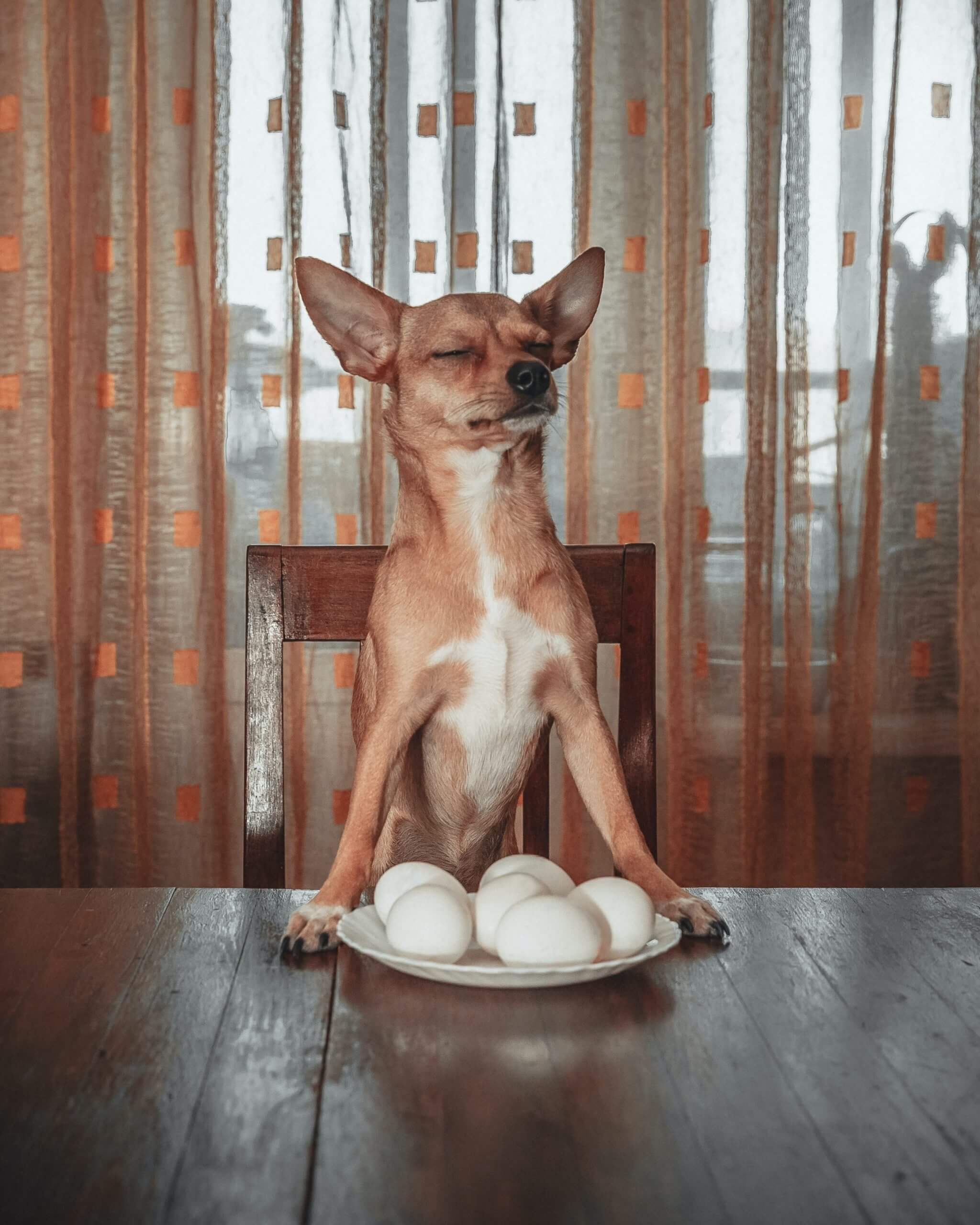 Can Dogs Eat Eggs Are Eggs Safe For Dogs
