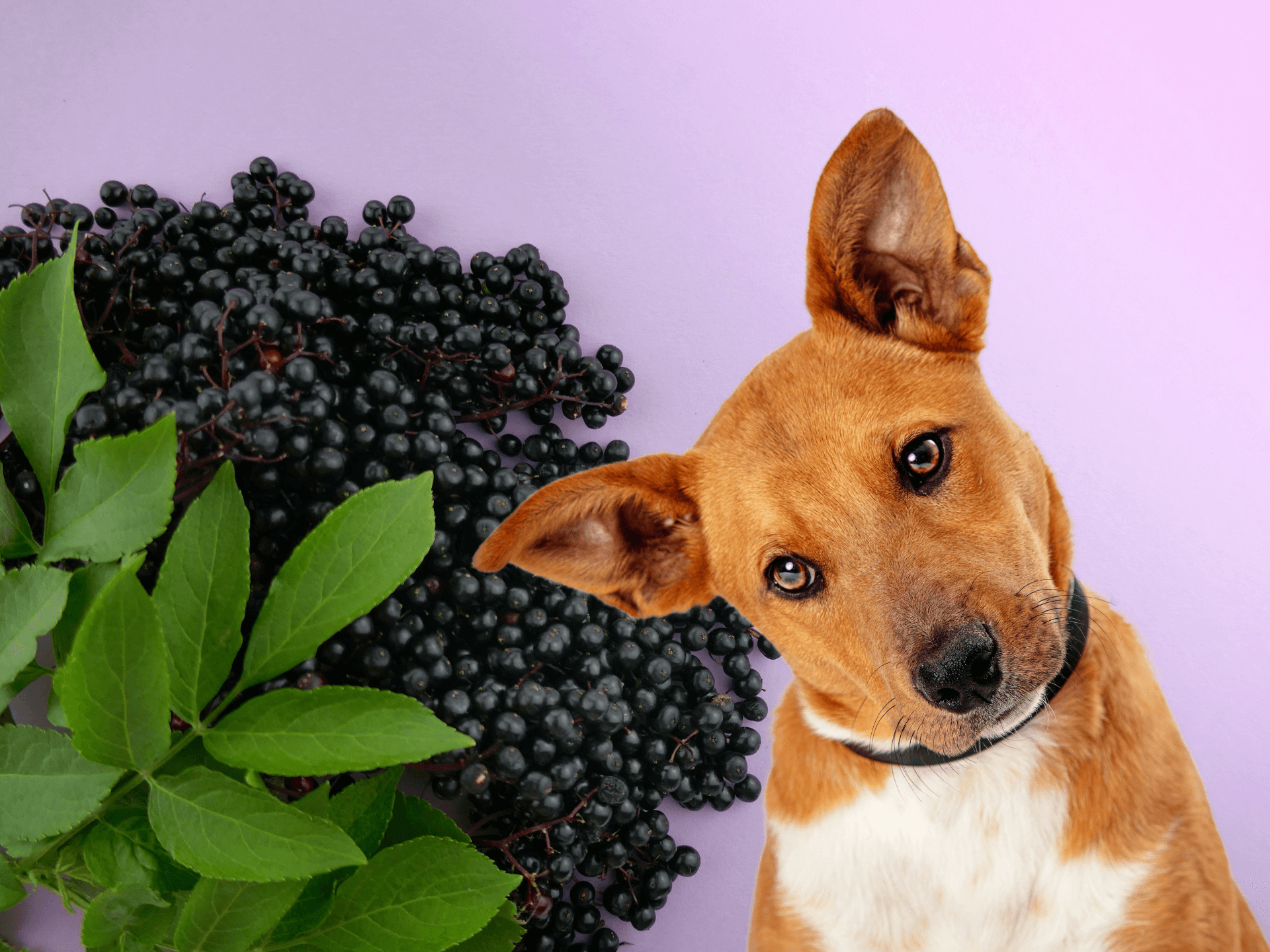 Can Dogs Eat Elderberries? Are Elderberries Safe For Dogs? Rested Paws