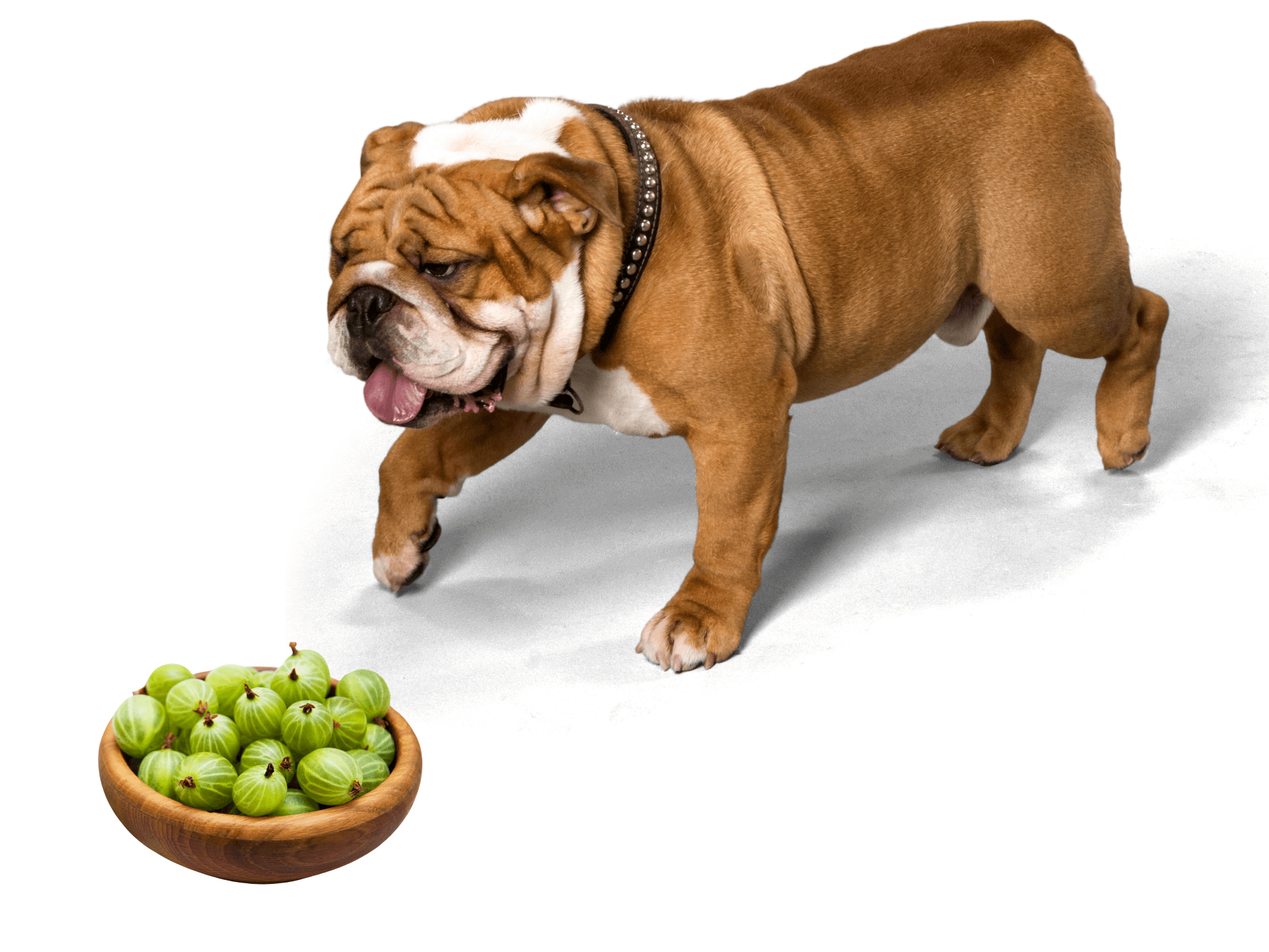 Can Dogs Eat Gooseberries? Are Gooseberries Safe For Dogs? Rested Paws