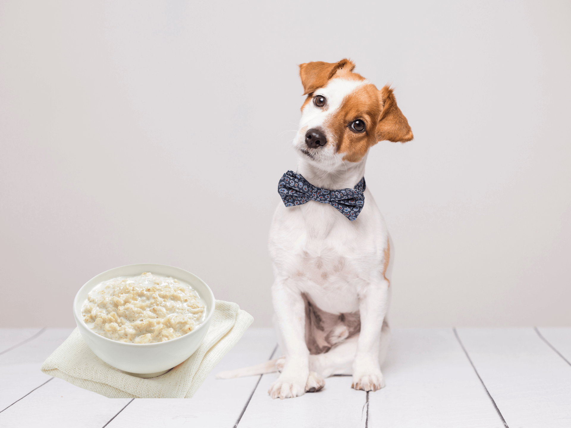 Can Dogs Eat Grits Are Grits Safe For Dogs
