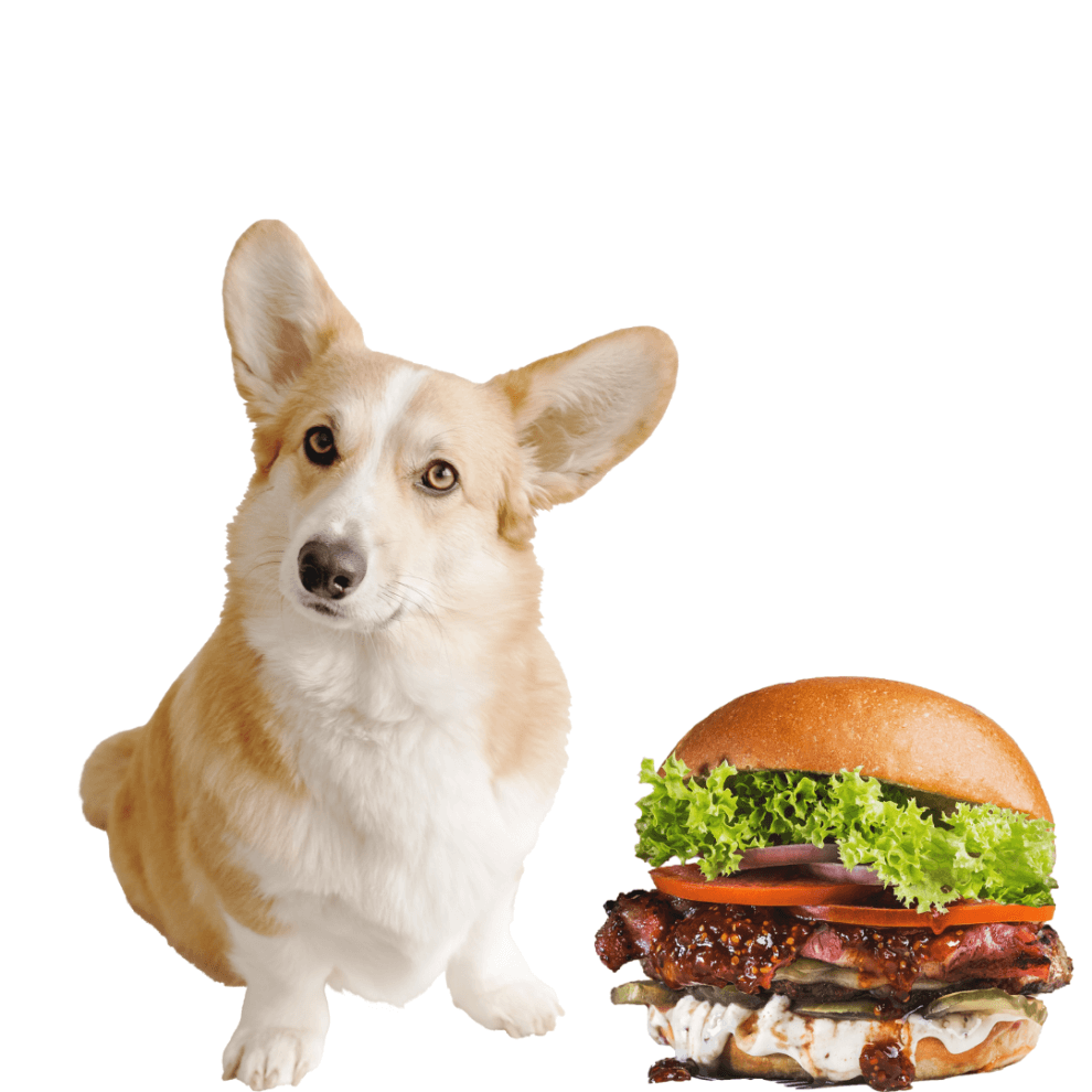 Can Dogs Eat Hamburgers? Are Hamburgers Safe For Dogs? Rested Paws