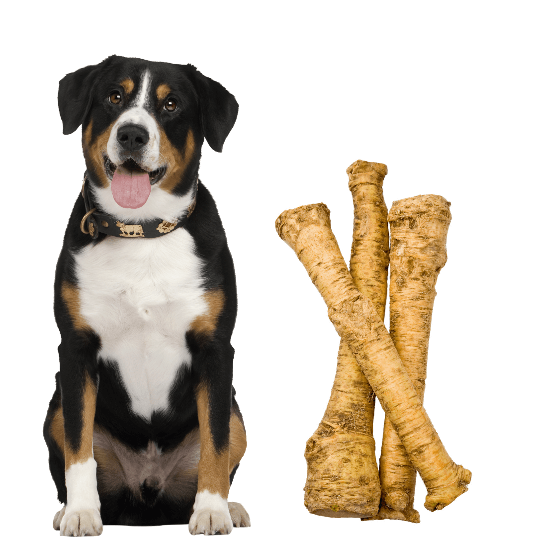Can Dogs Eat Horseradish Is Horseradish Safe For Dogs