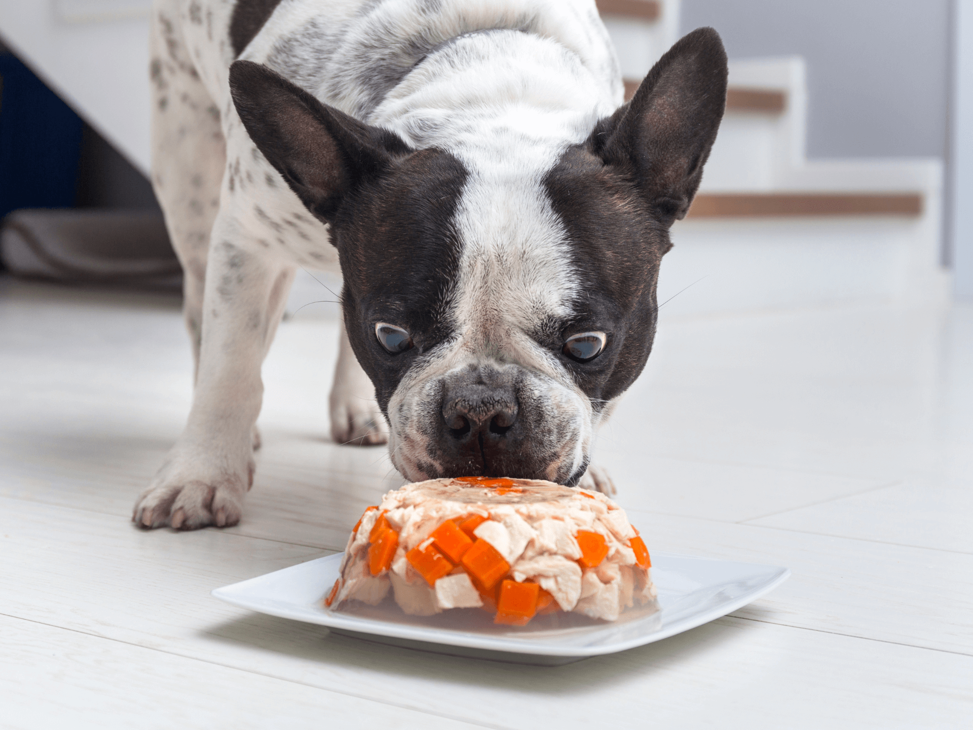 Can Dogs Eat Jelly Is Jelly Safe For Dogs