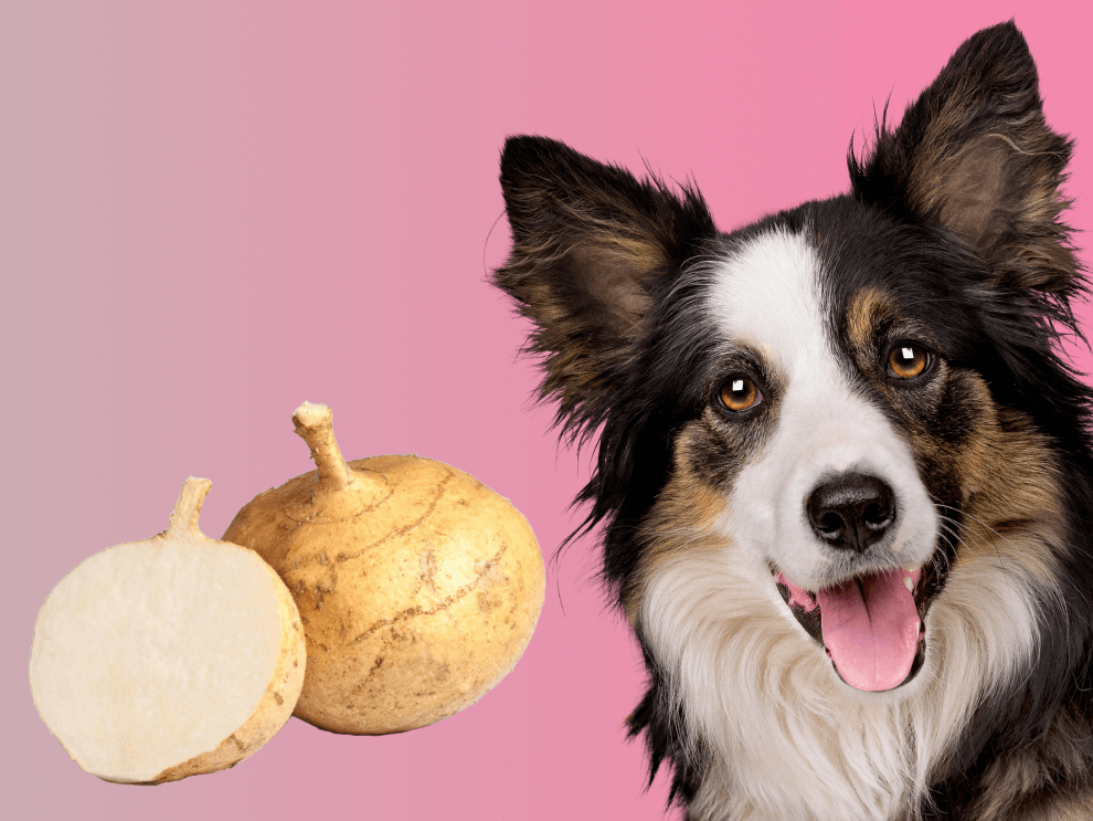 Can Dogs Eat Jicama? Is Jicama Safe For Dogs? - Rested Paws