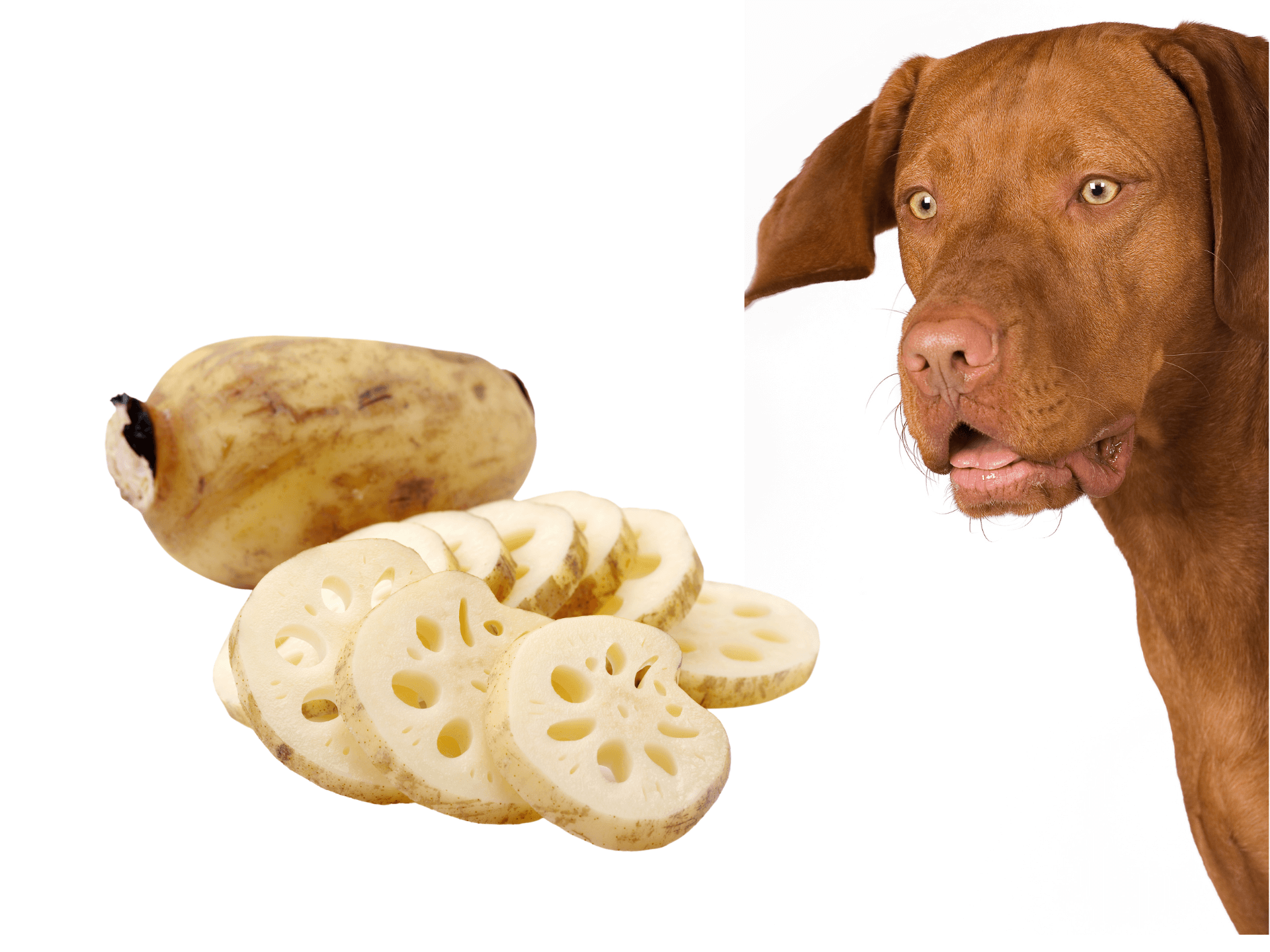 Can Dogs Eat Lotus Root Is Lotus Root Safe For Dogs