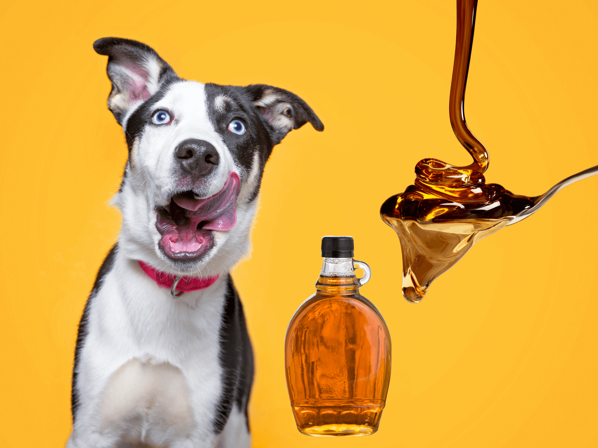 Can Dogs Eat Maple Syrup Is Maple Syrup Safe For Dogs