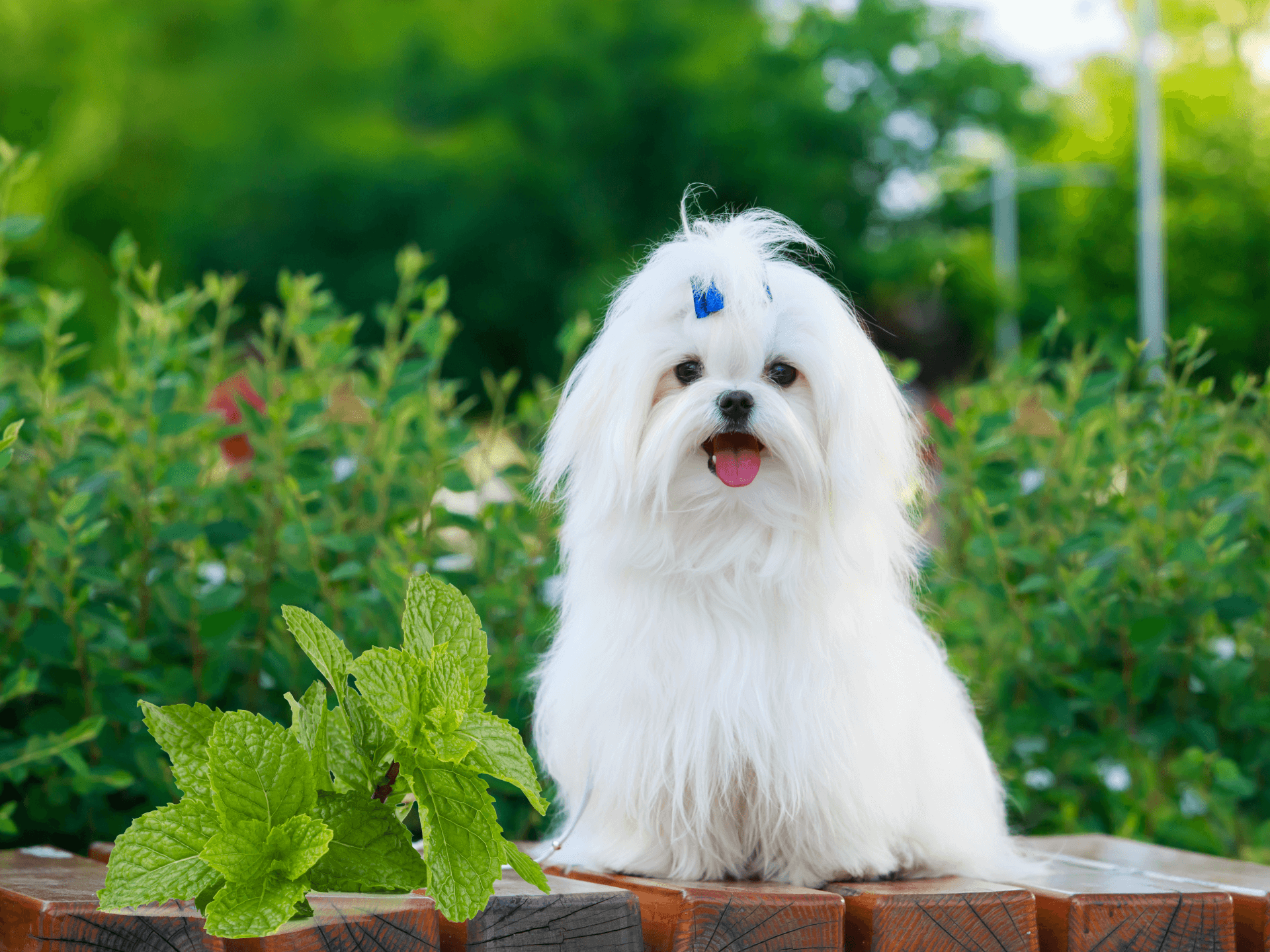 Can Dogs Eat Mint Is Mint Safe For Dogs