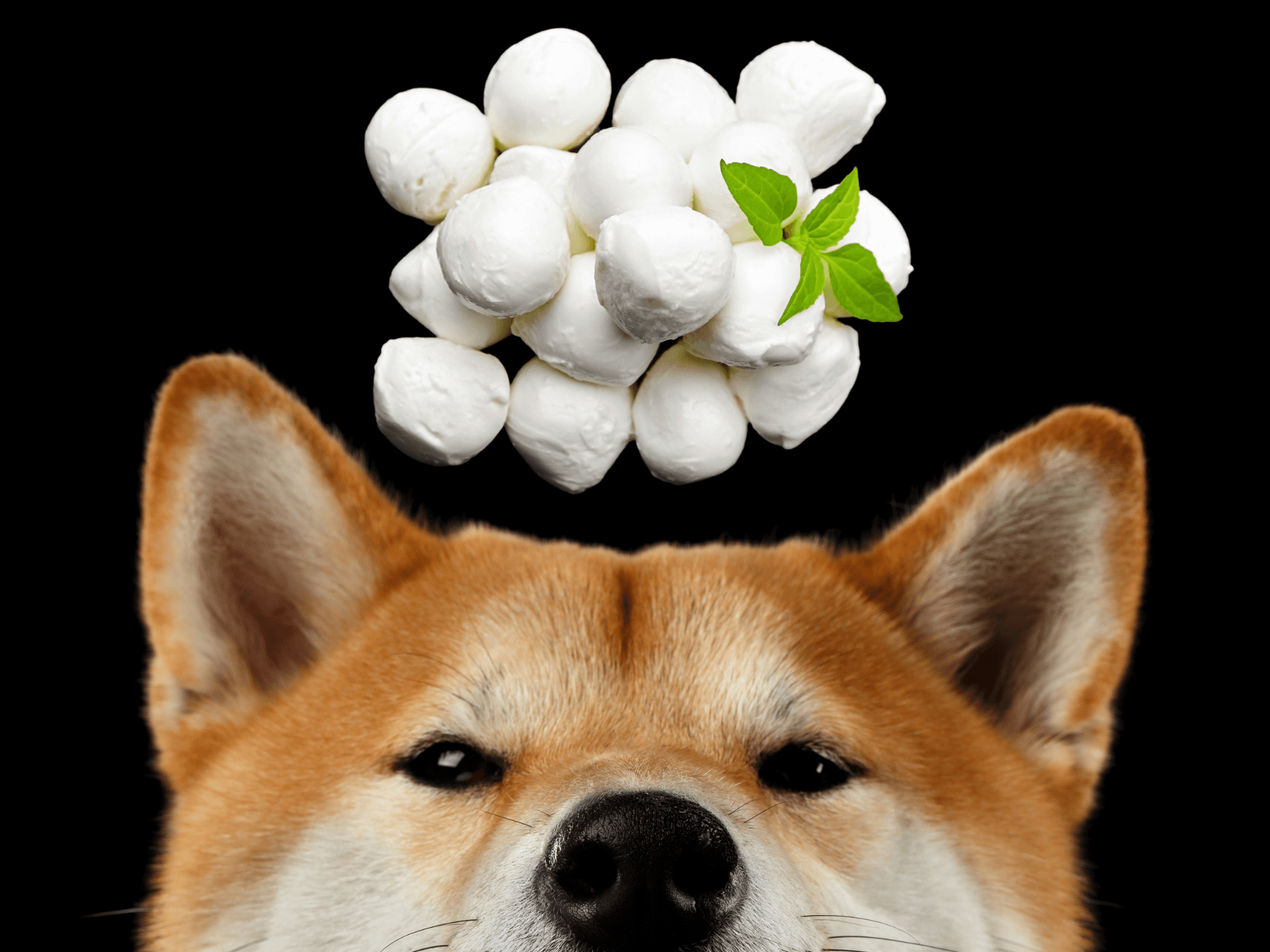 Can Dogs Eat Mozzarella Cheese Is Mozzarella Cheese Safe For Dogs