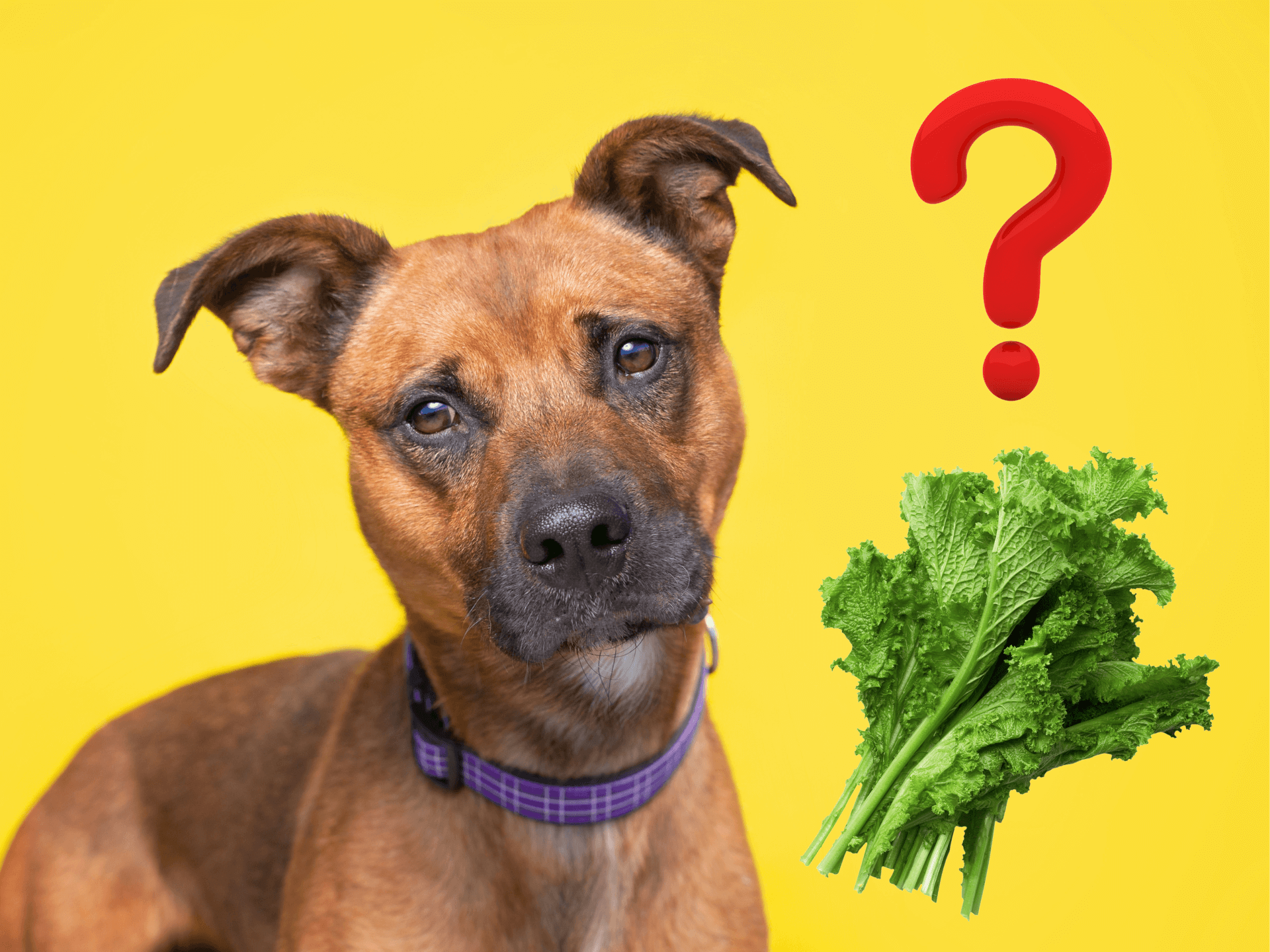 Can Dogs Eat Mustard Greens Are Mustard Greens Safe For Dogs