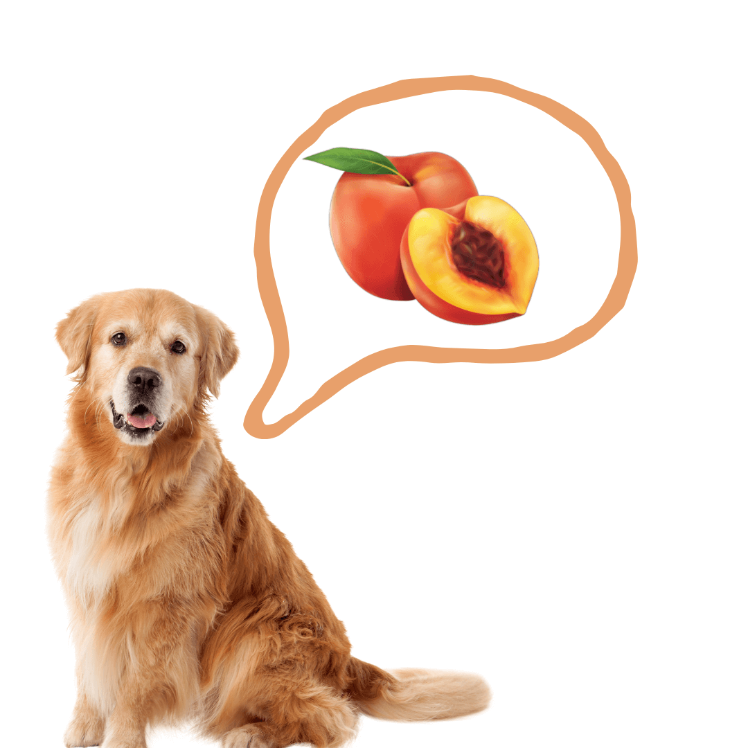 Can Dogs Eat Nectarines? Are Nectarines Safe For Dogs? Rested Paws