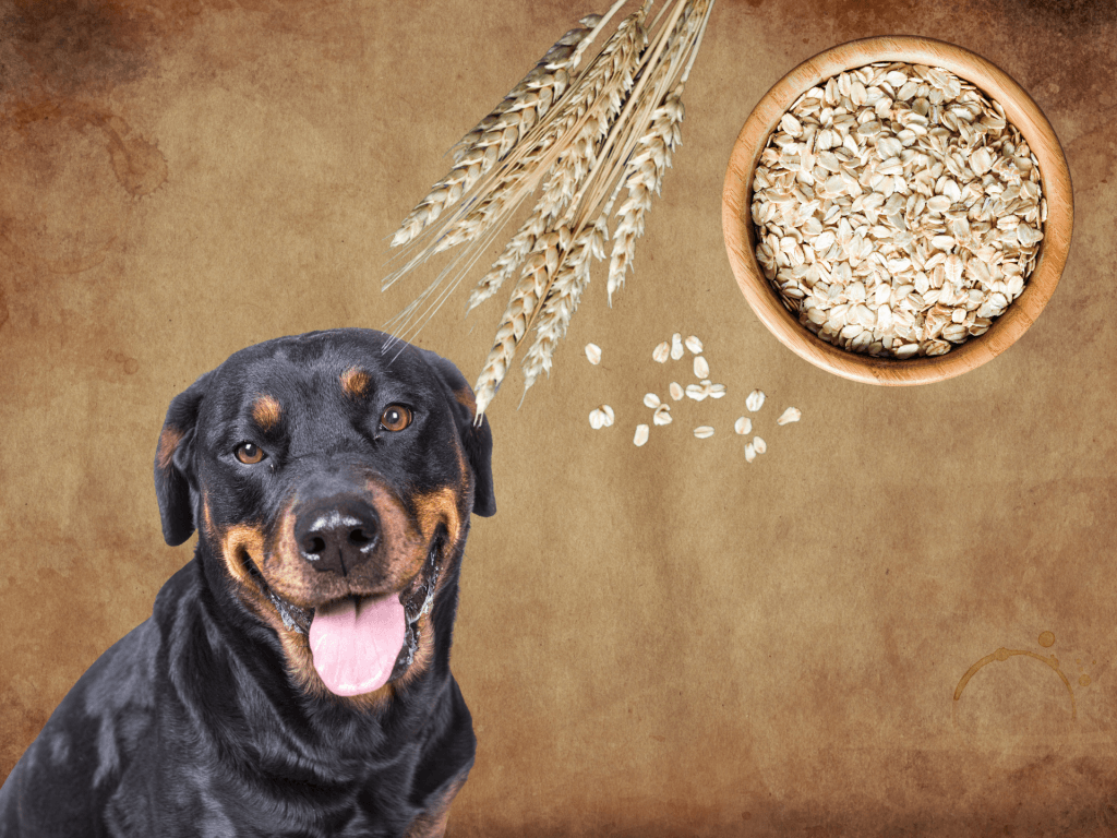 Can Dogs Eat Oats? Are Oats Safe For Dogs? Rested Paws