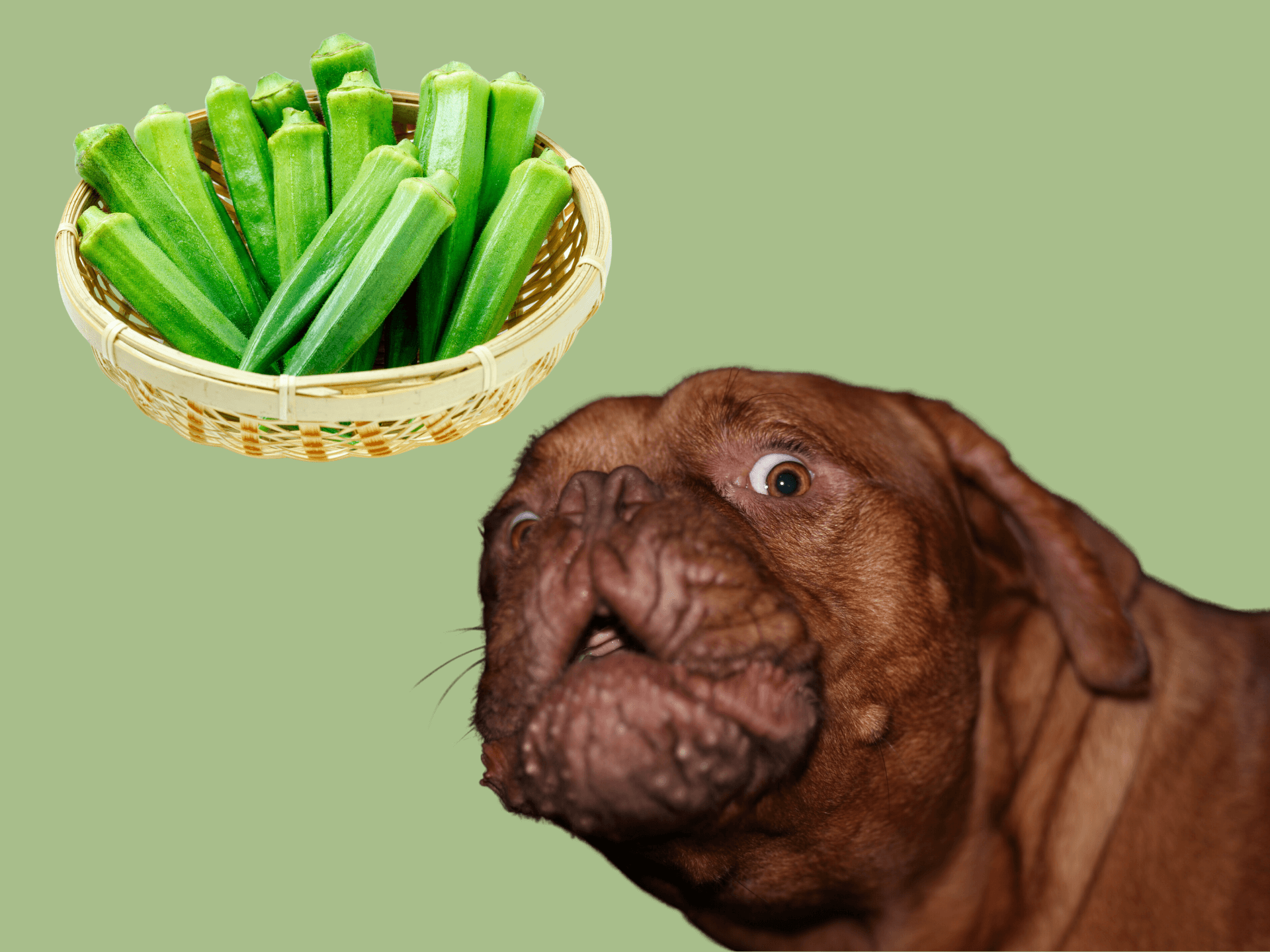 Can Dogs Eat Okra Is Okra Safe For Dogs