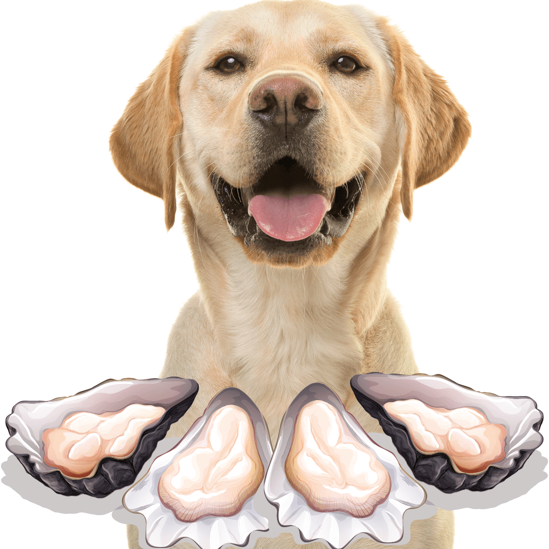 Can Dogs Eat Oysters? Are Oysters Safe For Dogs? Rested Paws