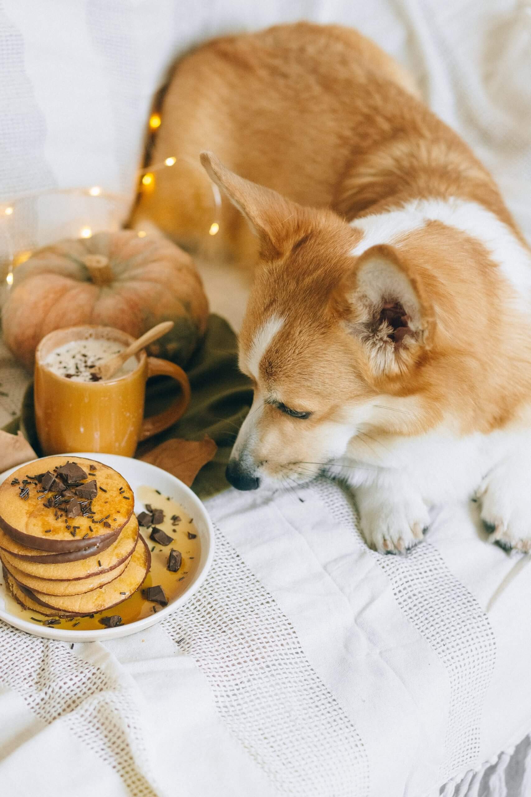 Can Dogs Eat Pancakes Are Pancakes Safe For Dogs