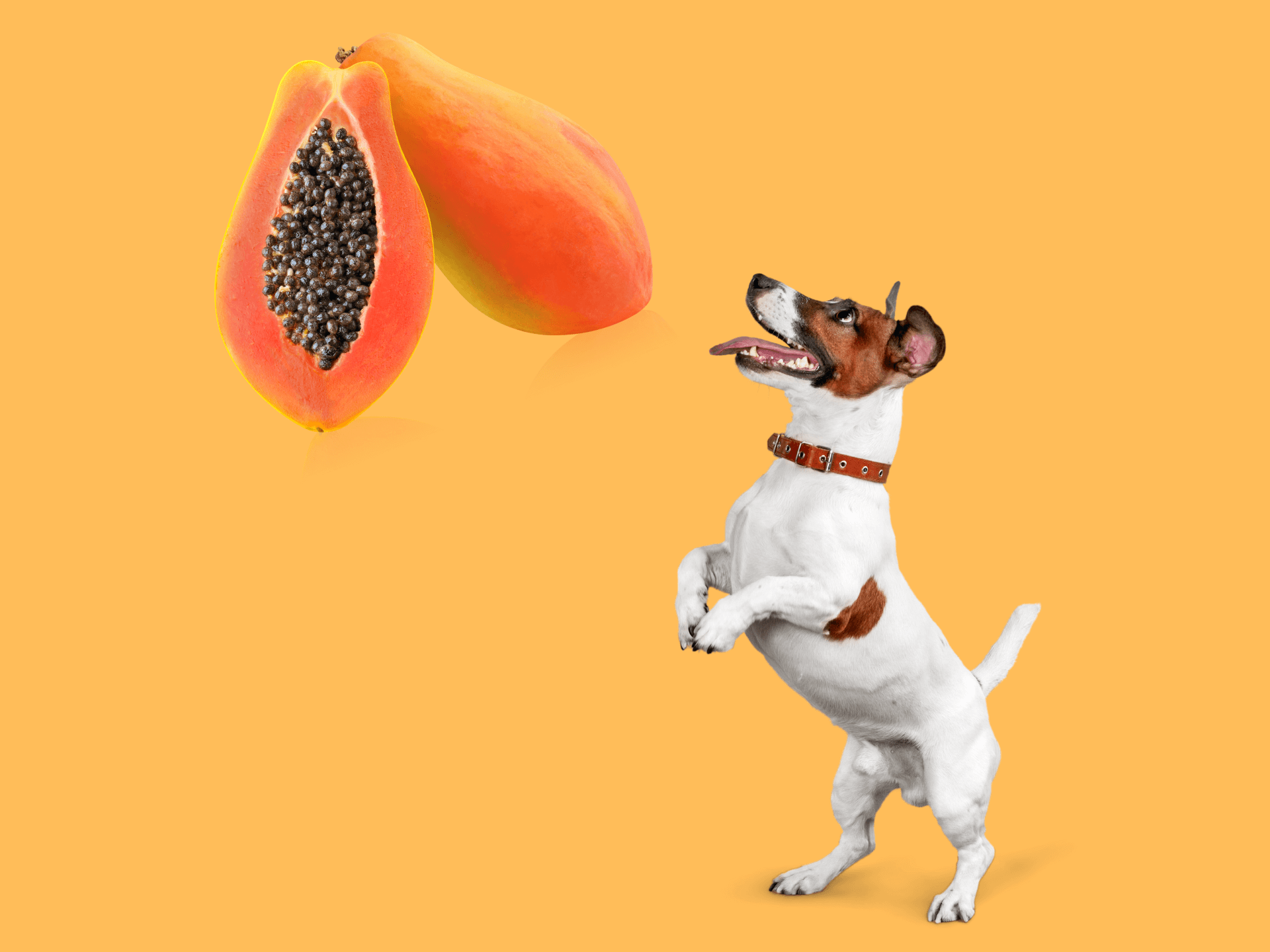 Can Dogs Eat Papaya Is Papaya Safe For Dogs