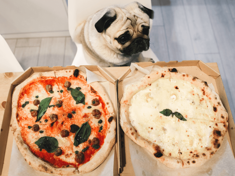 Can Dogs Eat Pizza? Is Pizza Safe For Dogs? Rested Paws