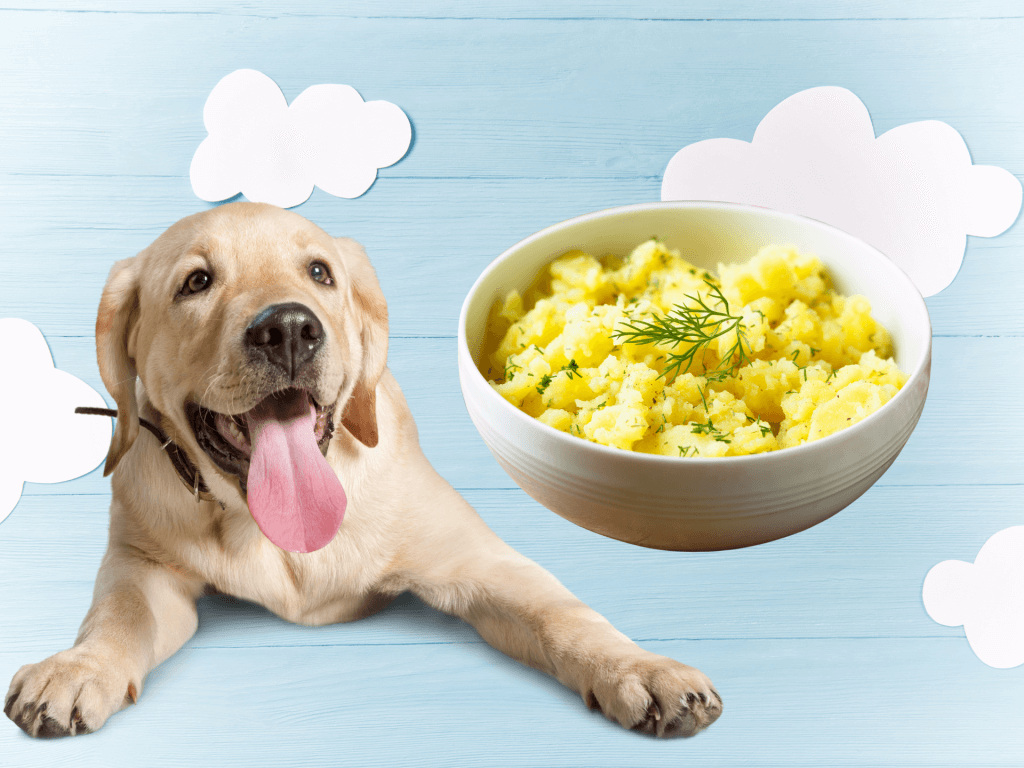 Can Dogs Eat Potato Salad? Is Potato Salad Safe For Dogs? Rested Paws