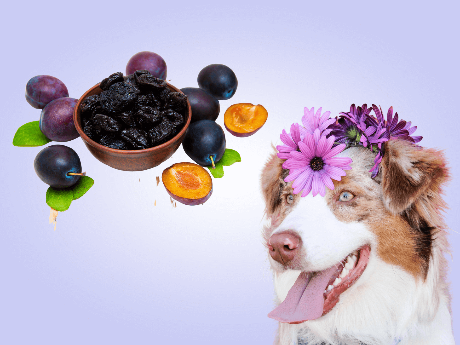 Can Dogs Eat Prunes Are Prunes Safe For Dogs