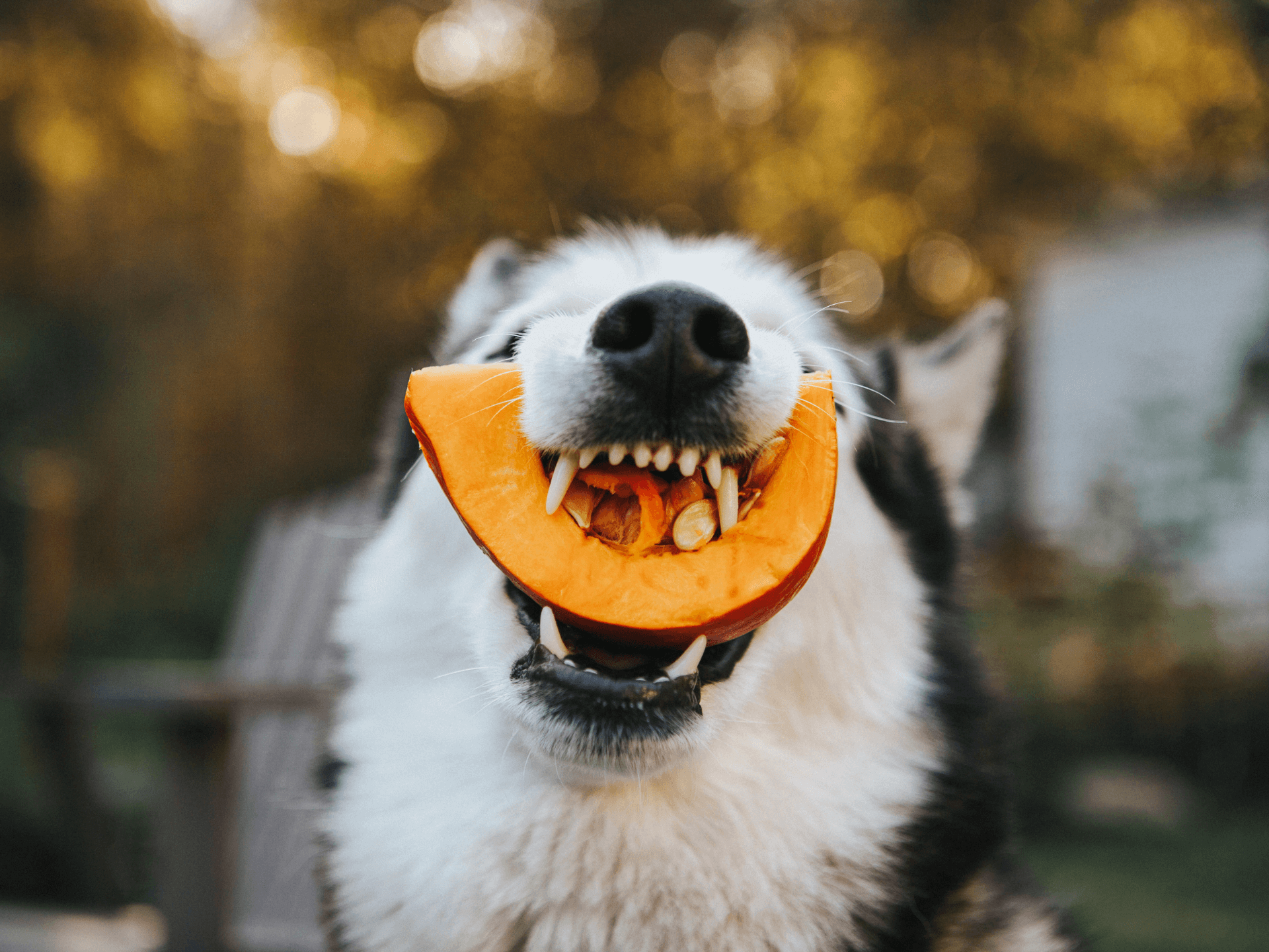 Can Dogs Eat Pumpkin Is Pumpkin Safe For Dogs