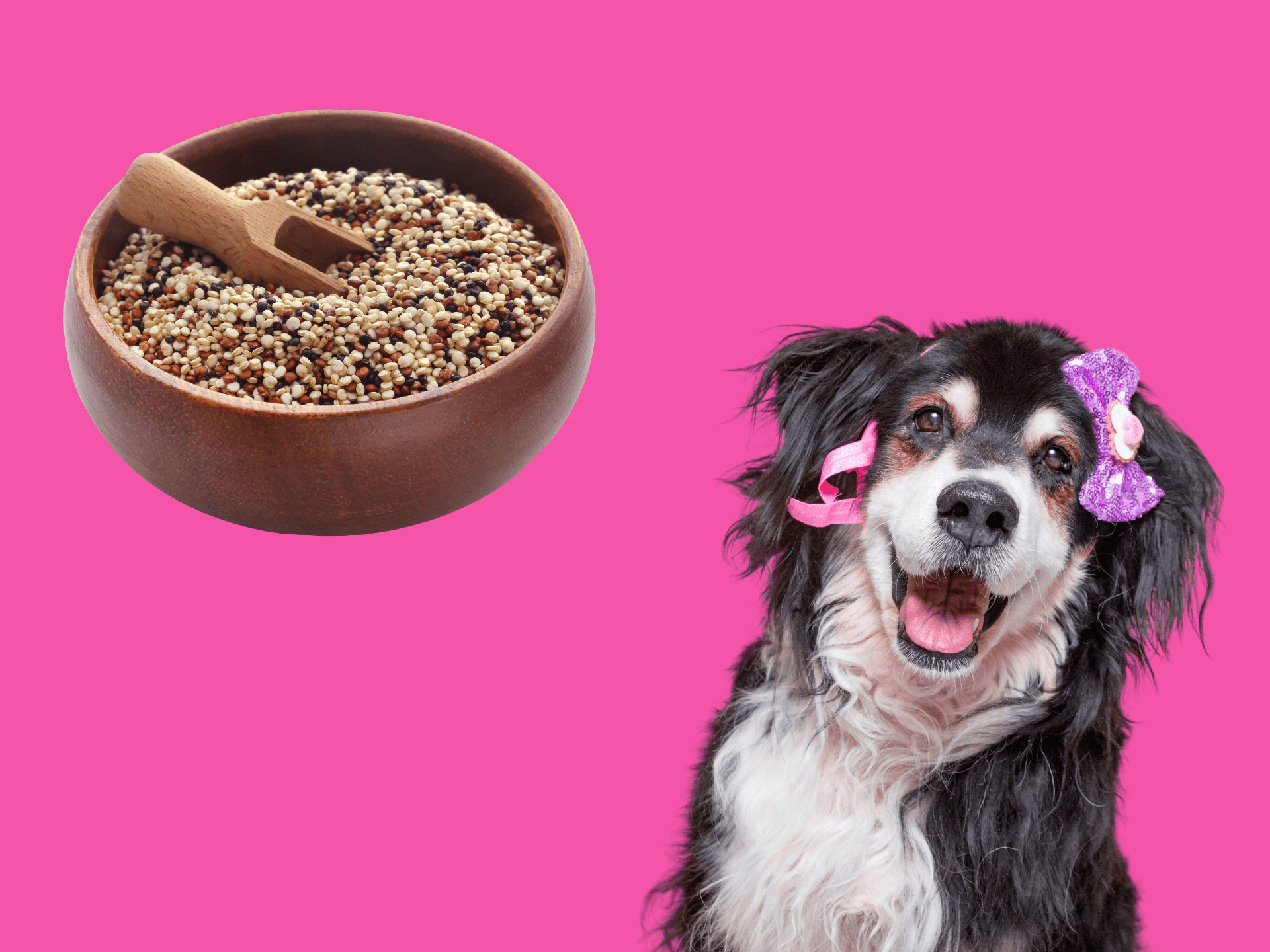 Can Dogs Eat Quinoa Is Quinoa Safe For Dogs