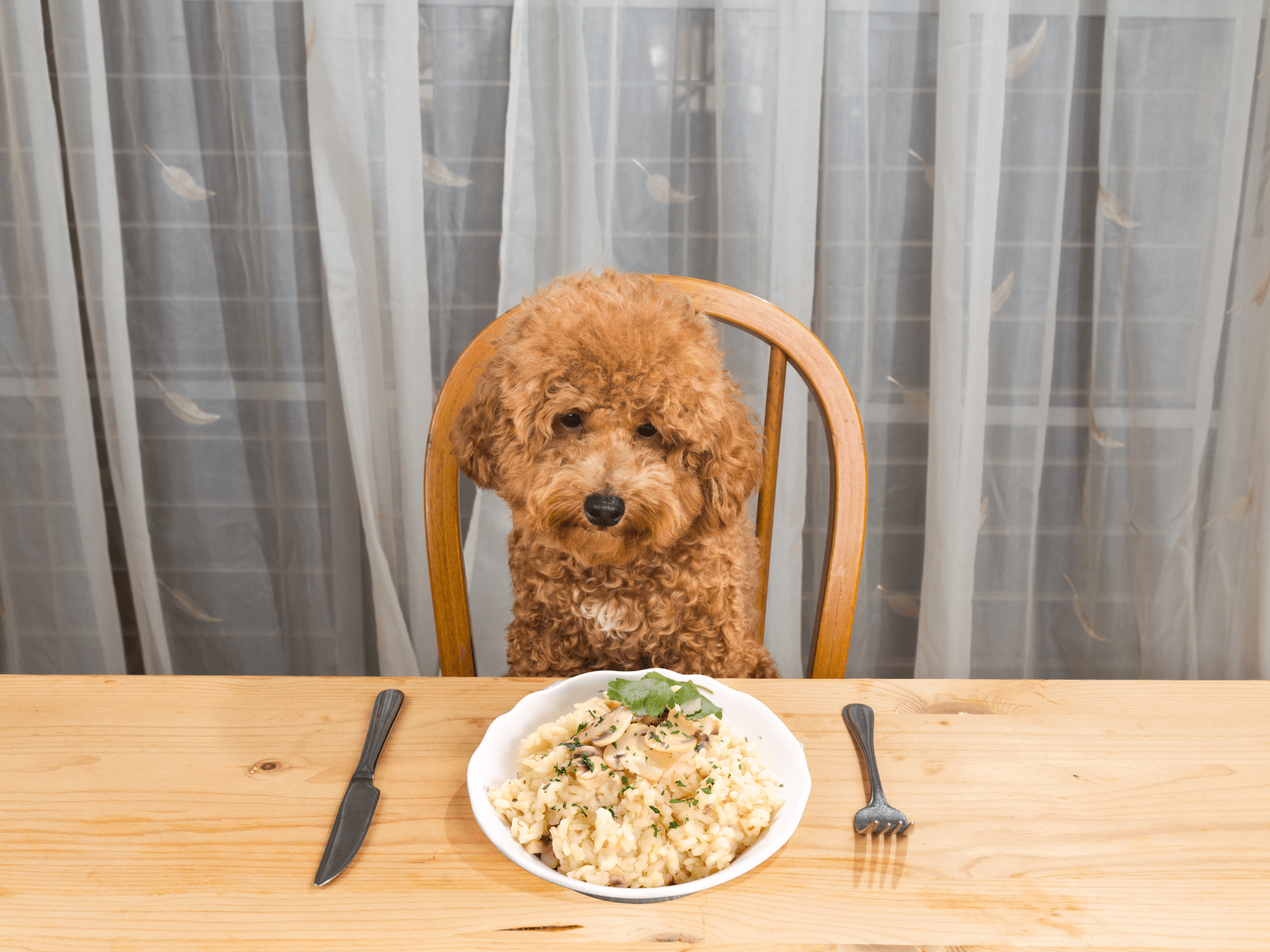 Can Dogs Eat Risotto Is Risotto Safe For Dogs